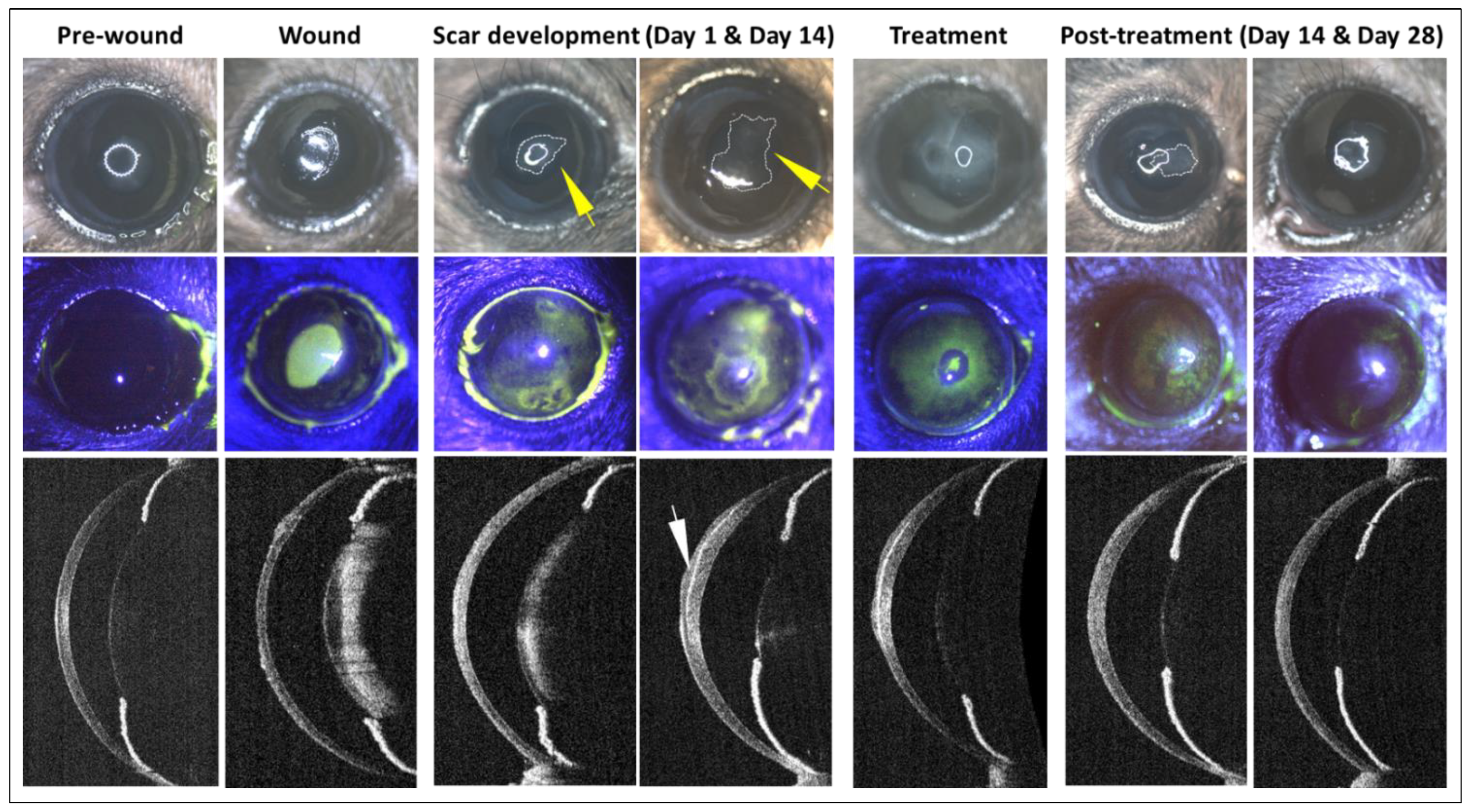 Cells 12 00876 g003 Cells 12 00876 g003