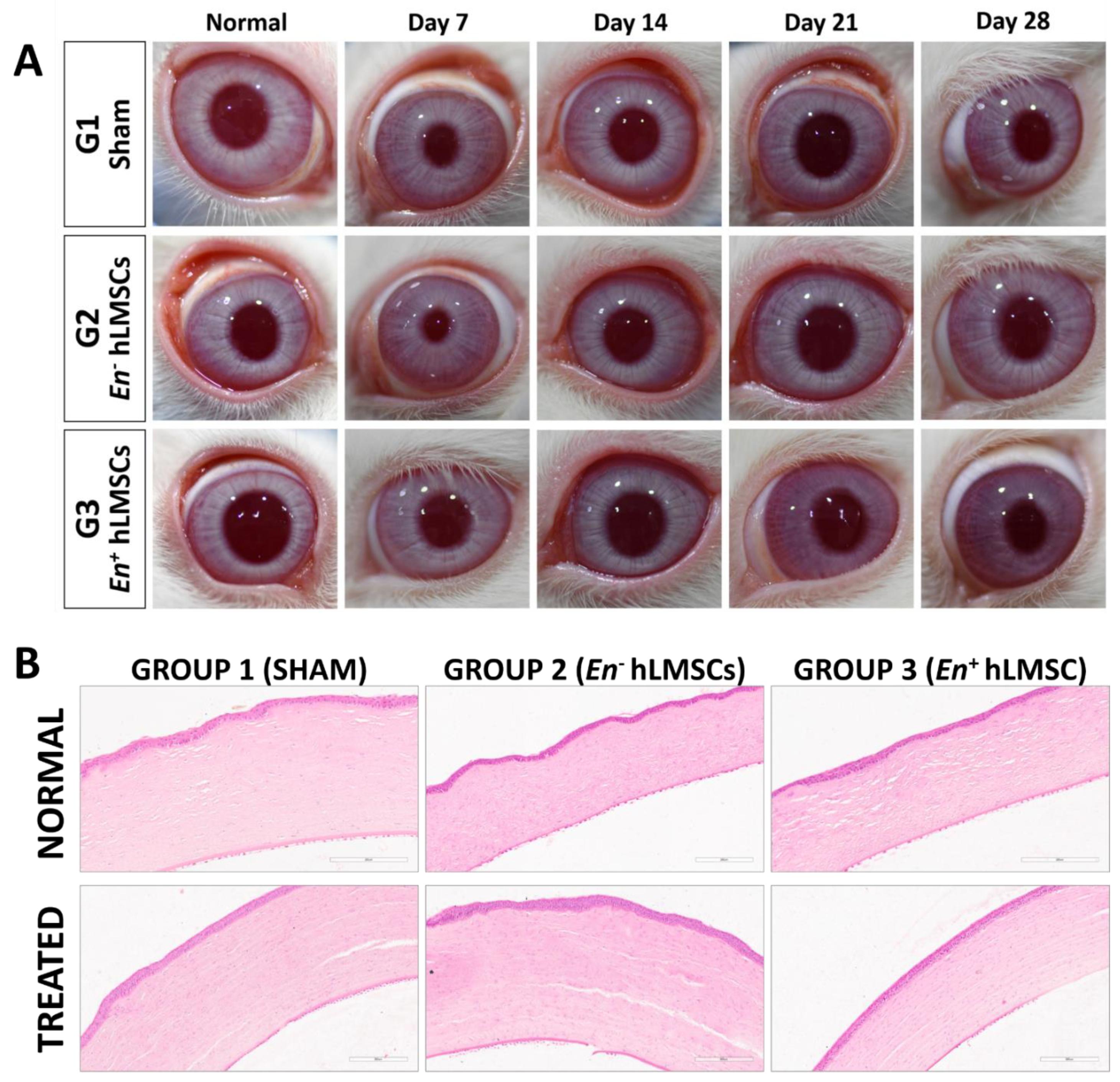 Cells 12 00876 g008 Cells 12 00876 g008