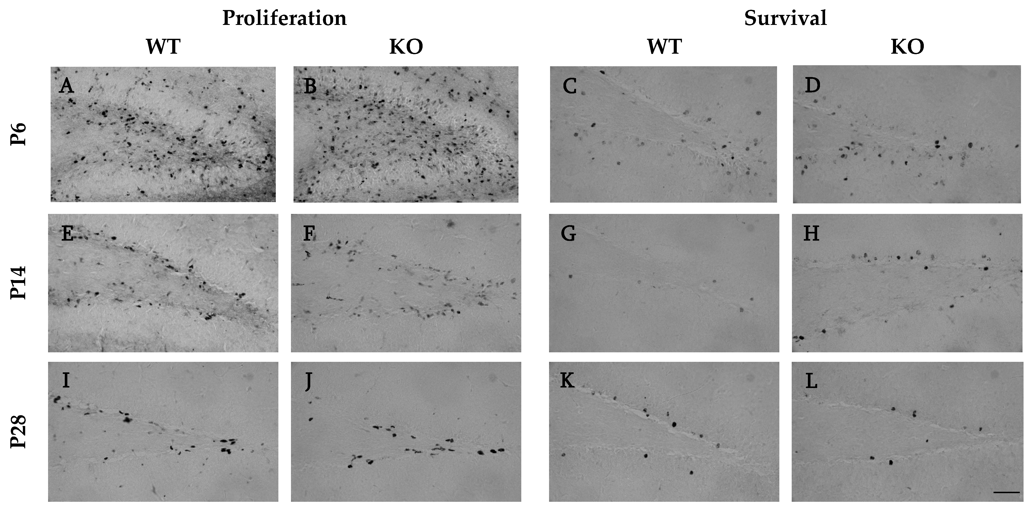 Cells 12 00880 g002 Cells 12 00880 g002