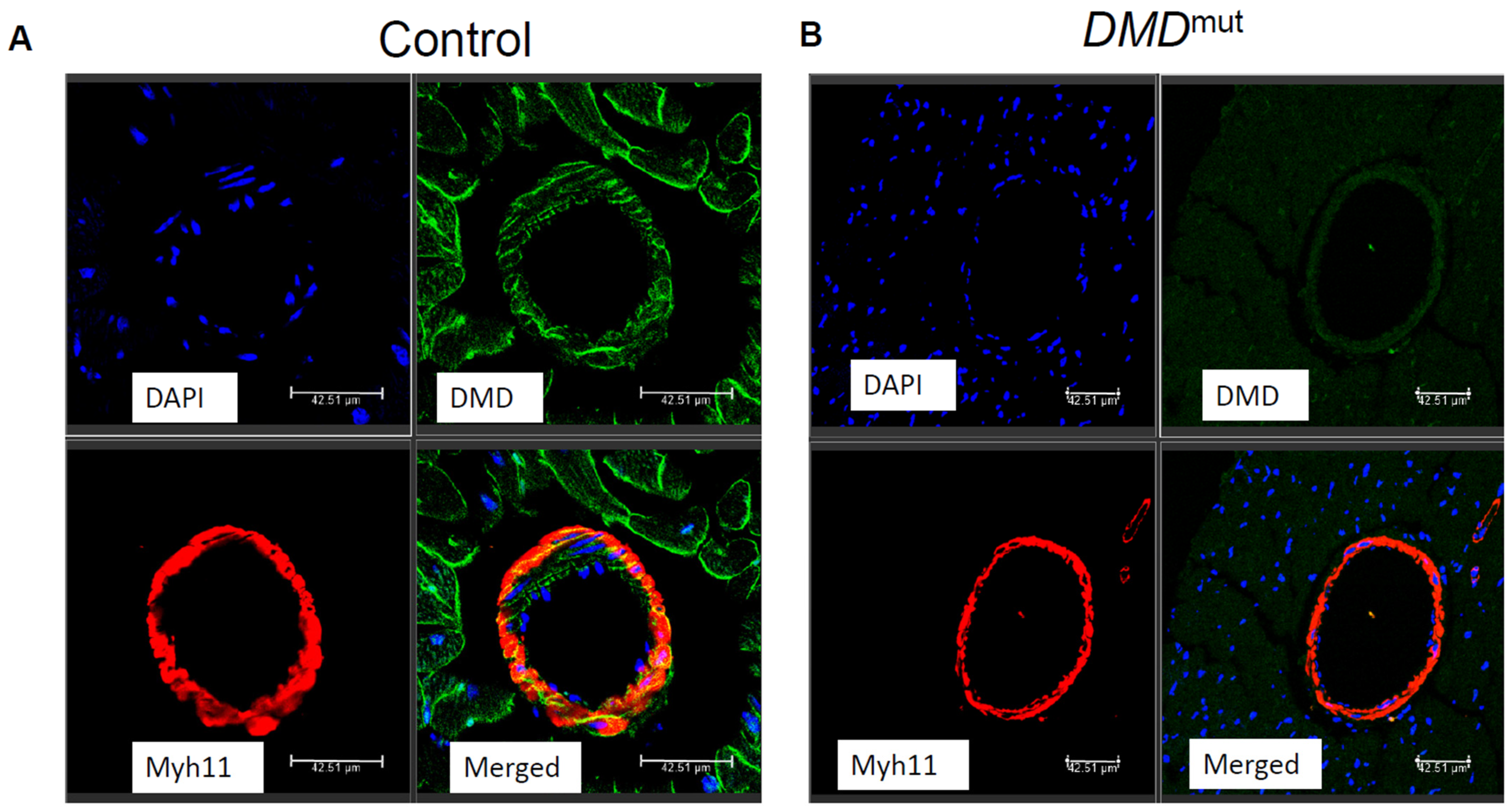 Cells 12 00892 g001 Cells 12 00892 g001