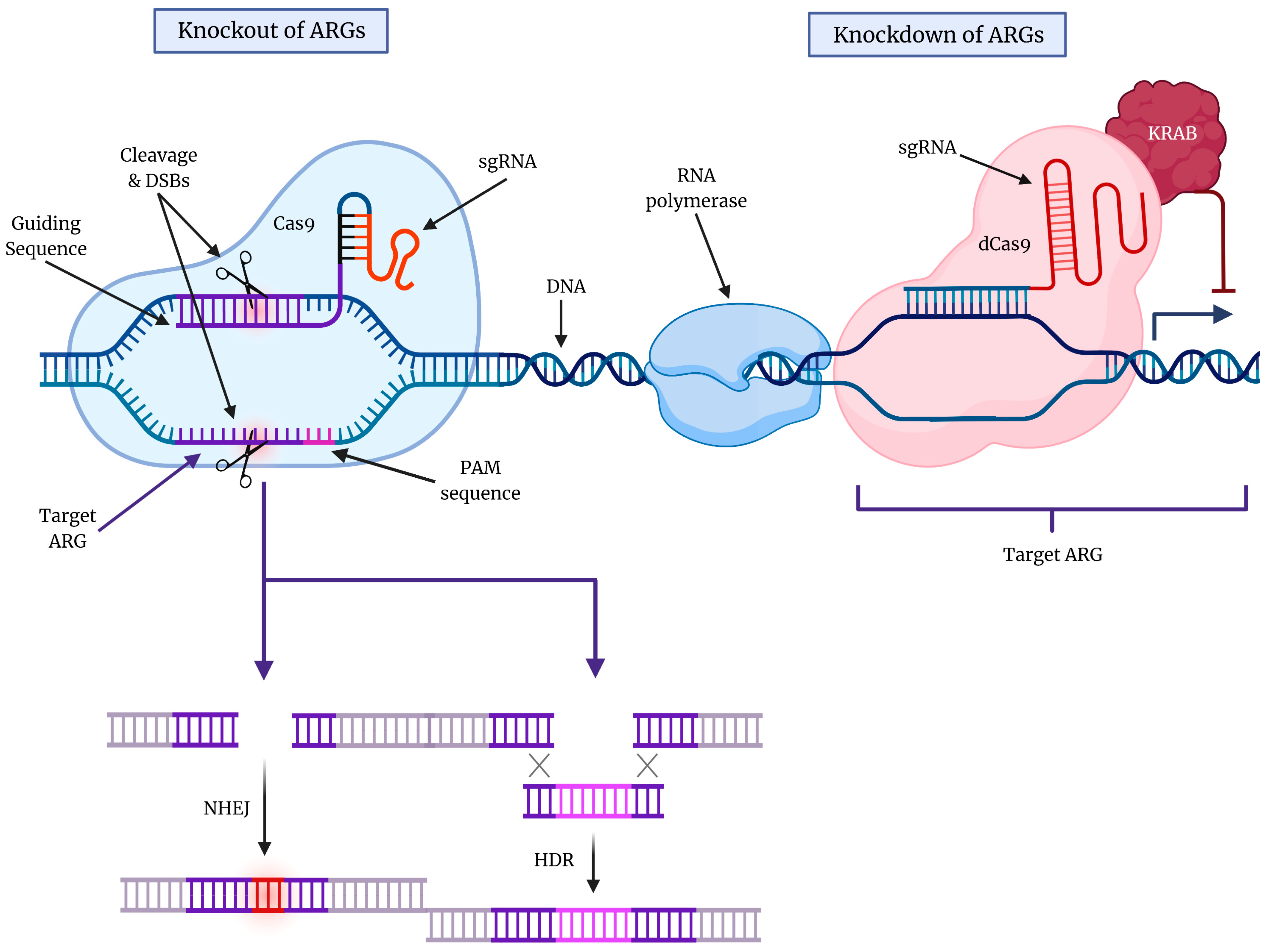 Cells 12 00897 g002 Cells 12 00897 g002