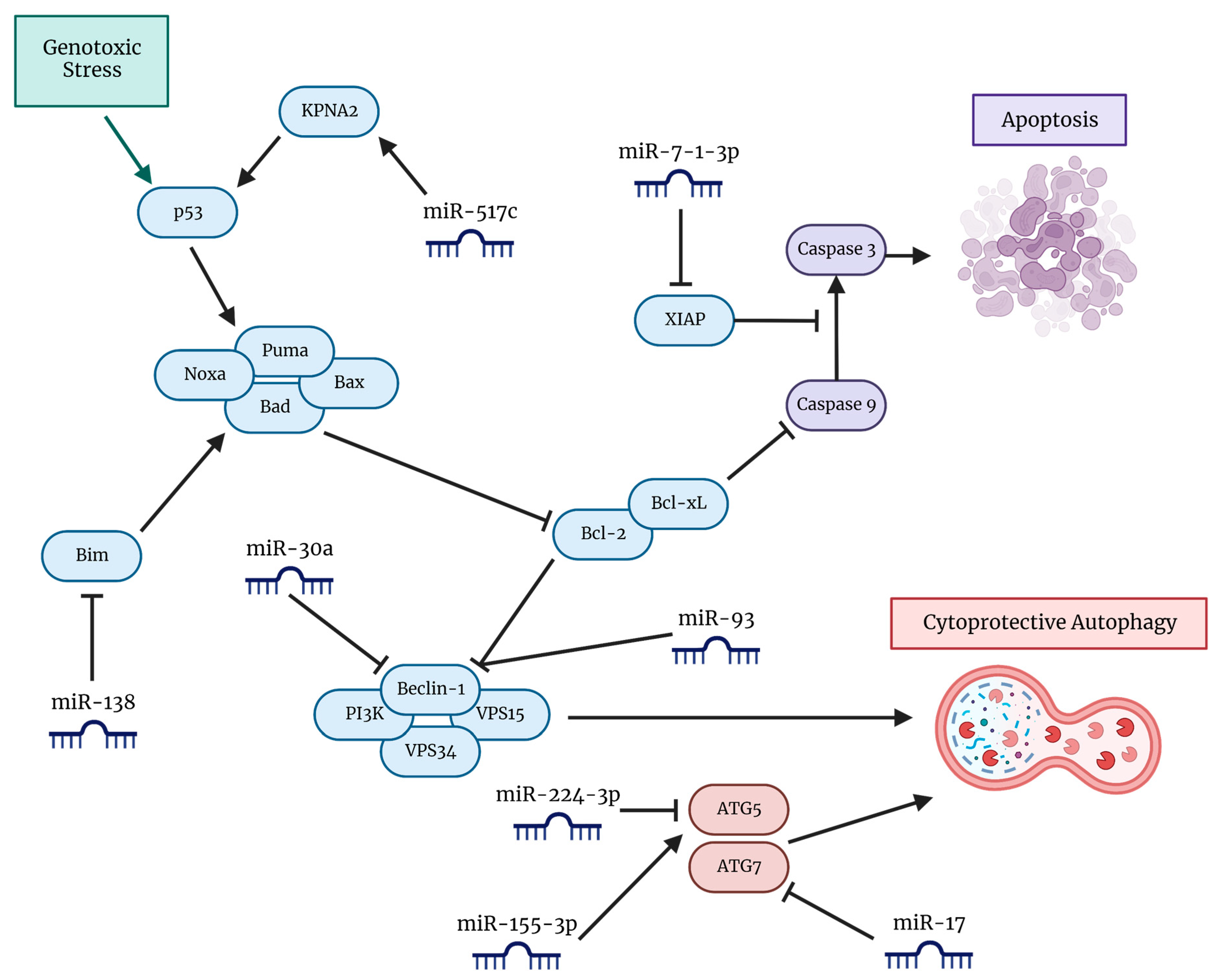Cells 12 00897 g003 Cells 12 00897 g003