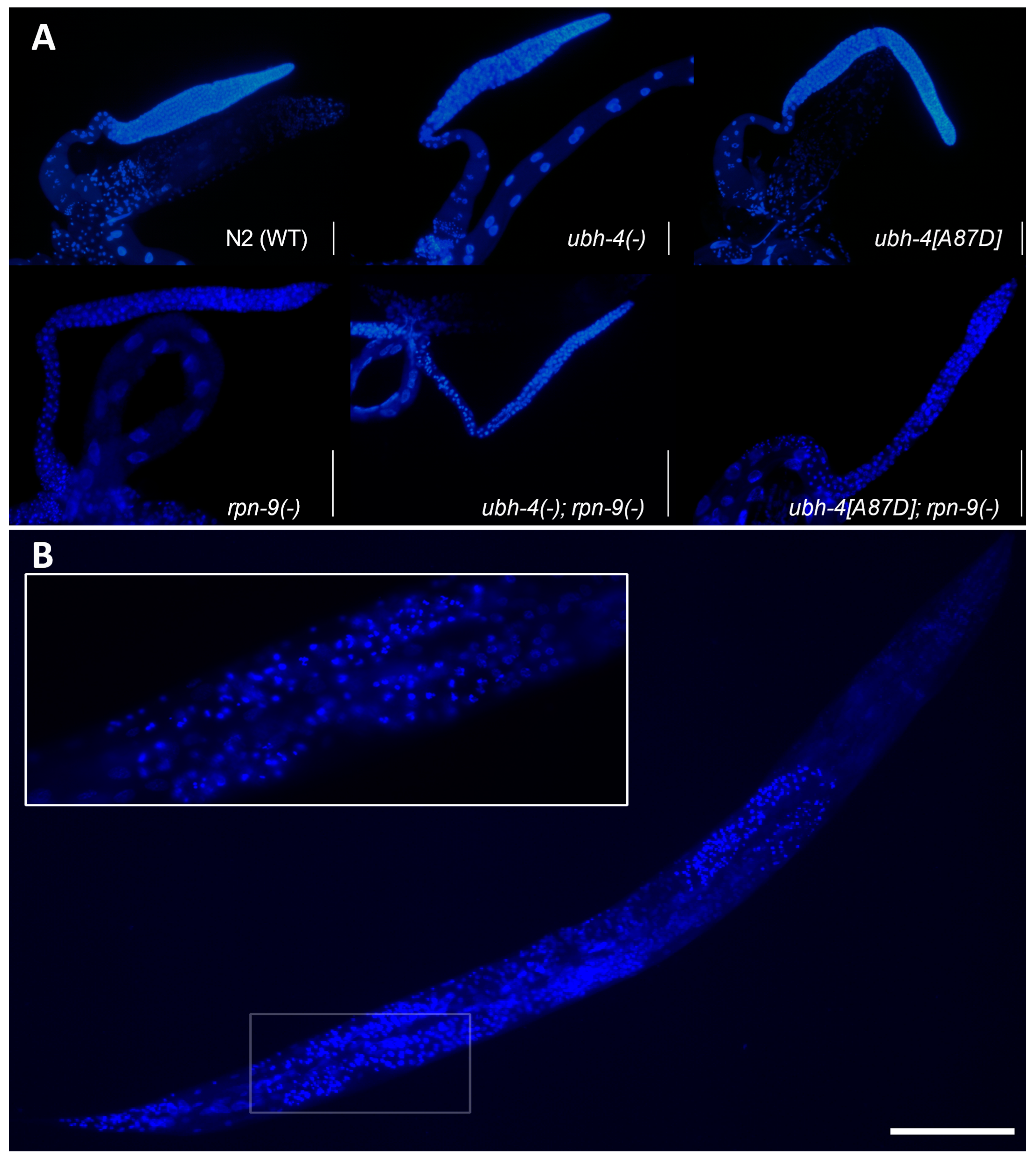 Cells 12 00929 g006 Cells 12 00929 g006