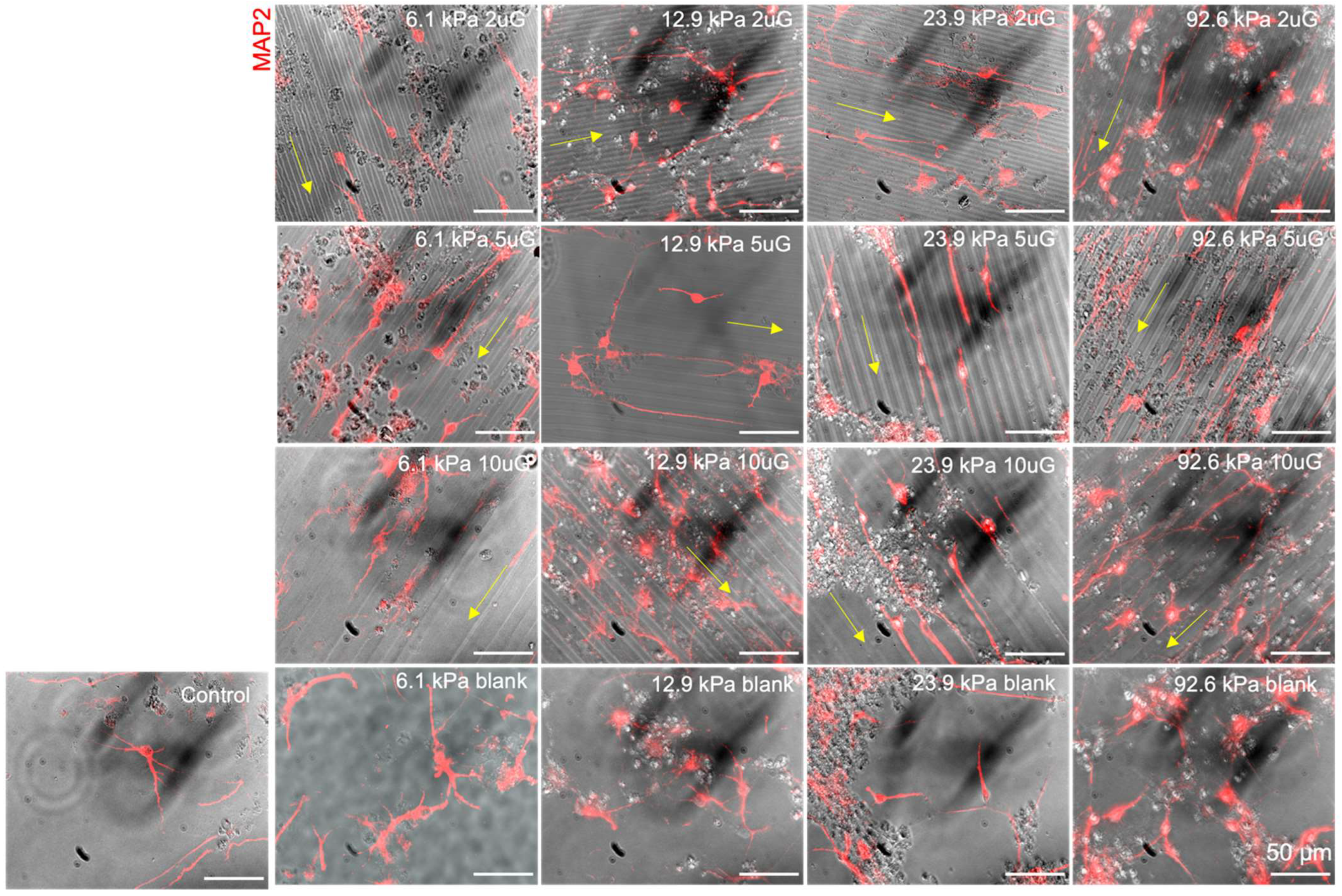 Cells 12 00934 g009 Cells 12 00934 g009