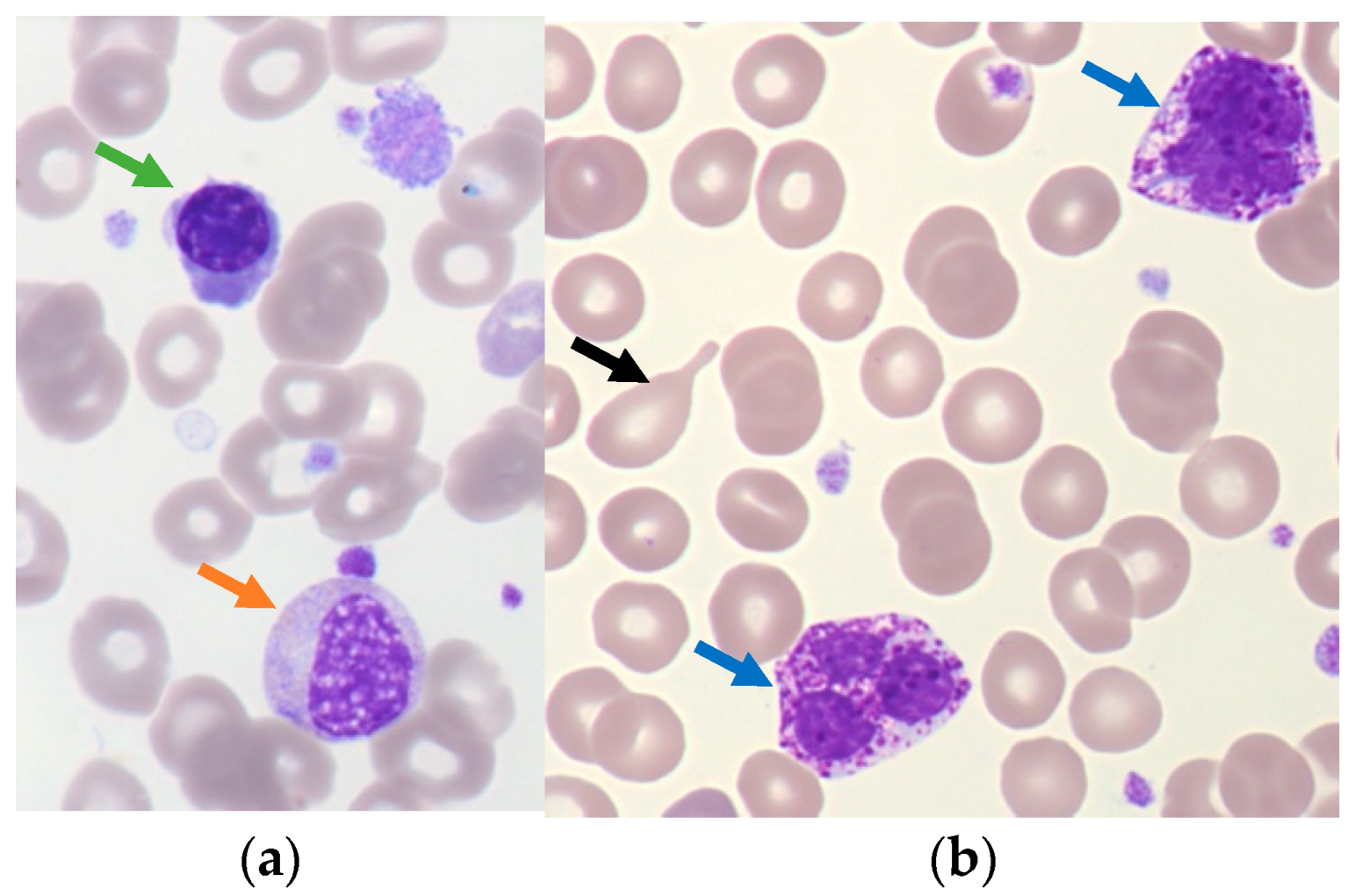 Cells 12 00946 g002 Cells 12 00946 g002