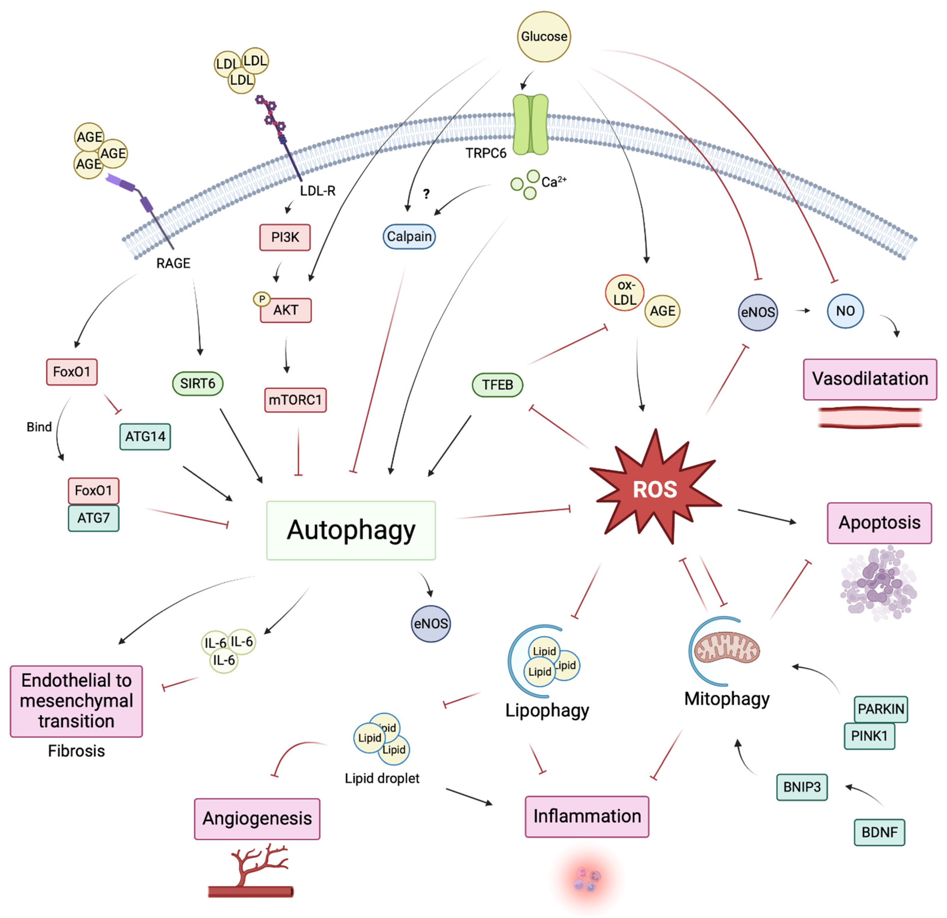 Cells 12 00947 g002 Cells 12 00947 g002