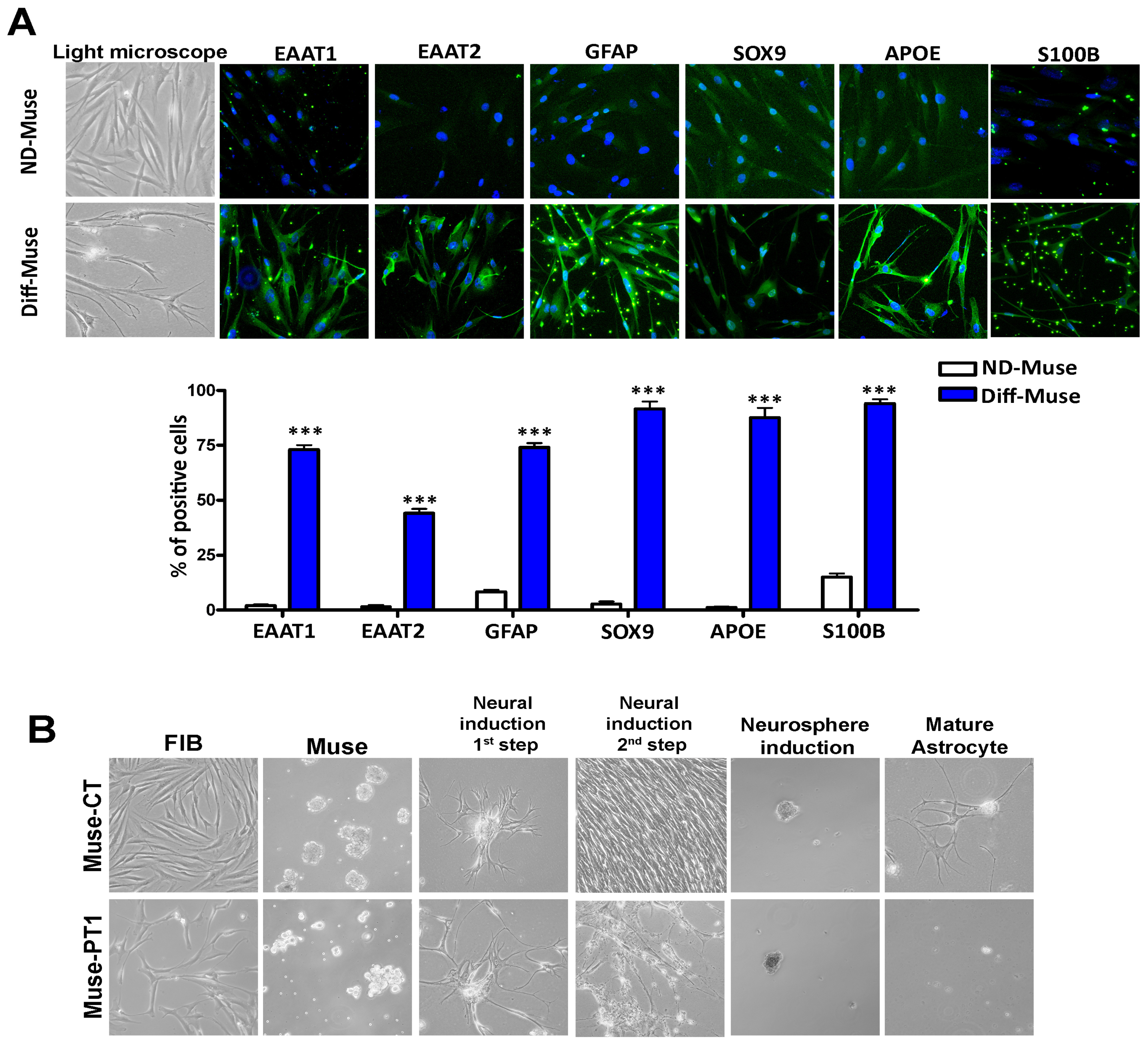 Cells 12 00977 g004 Cells 12 00977 g004