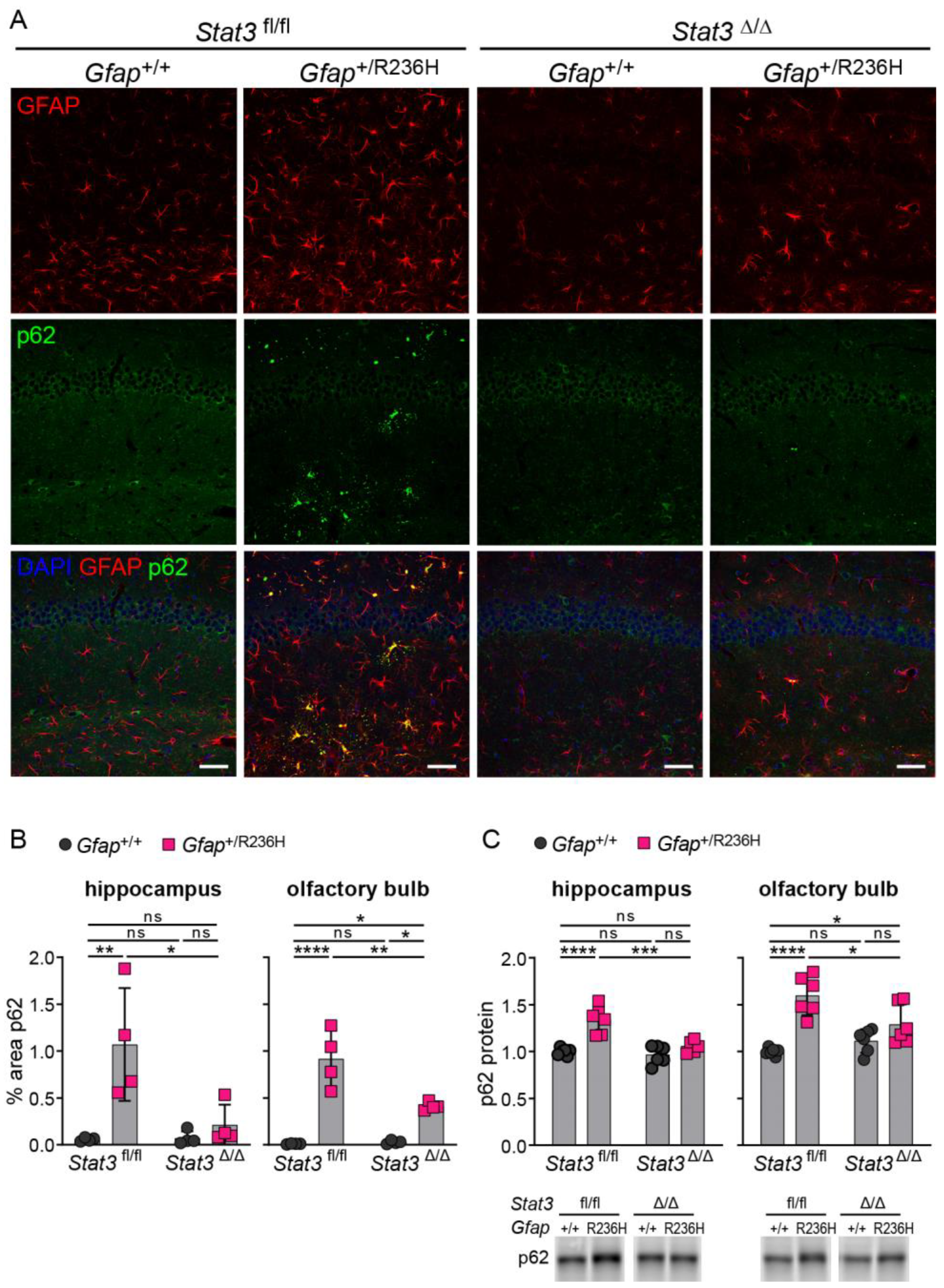 Cells 12 00978 g008