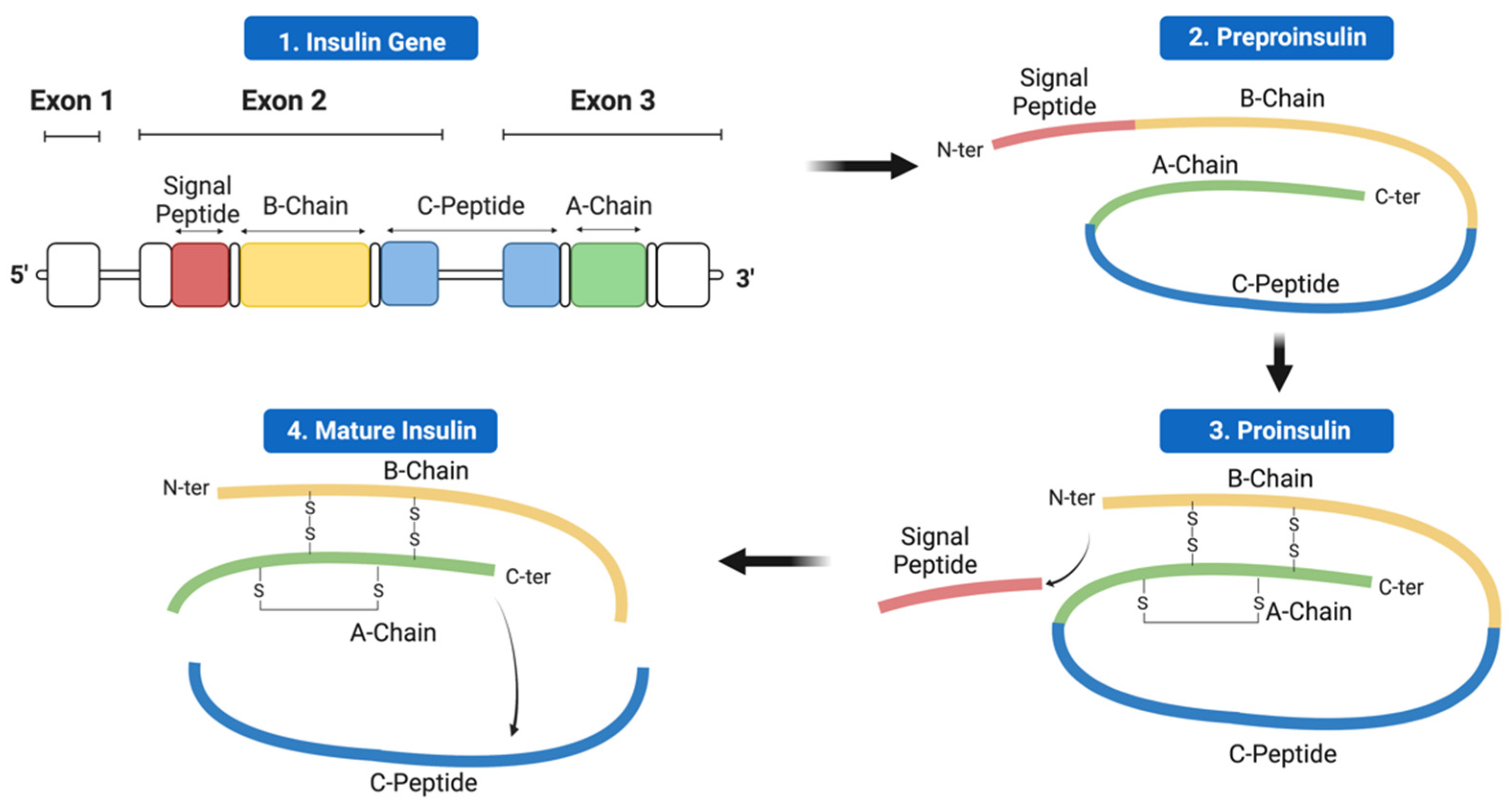 Cells 12 01008 g001 Cells 12 01008 g001