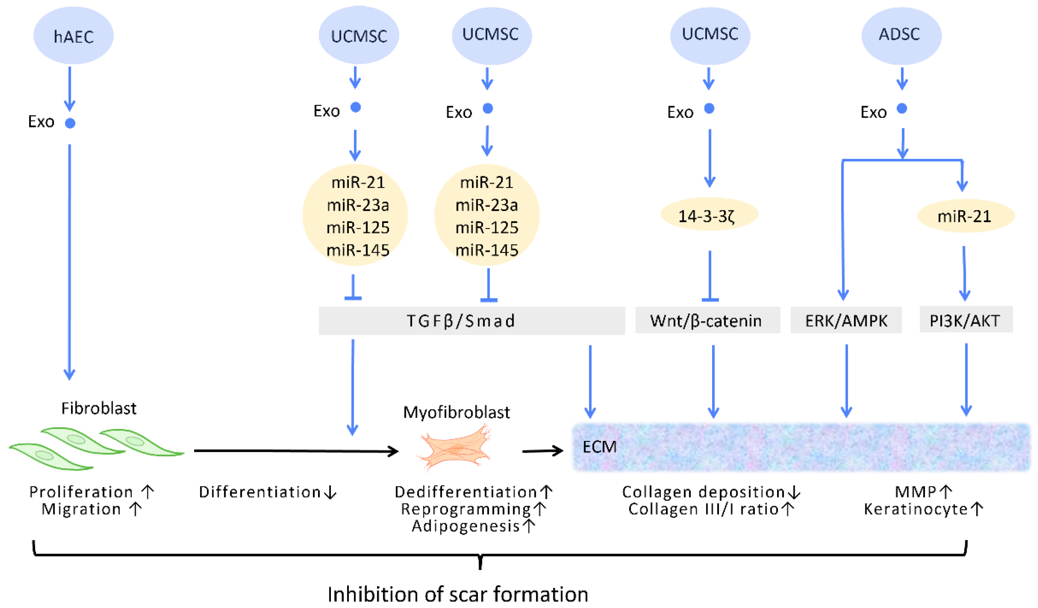 Cells 12 01018 g004 Cells 12 01018 g004