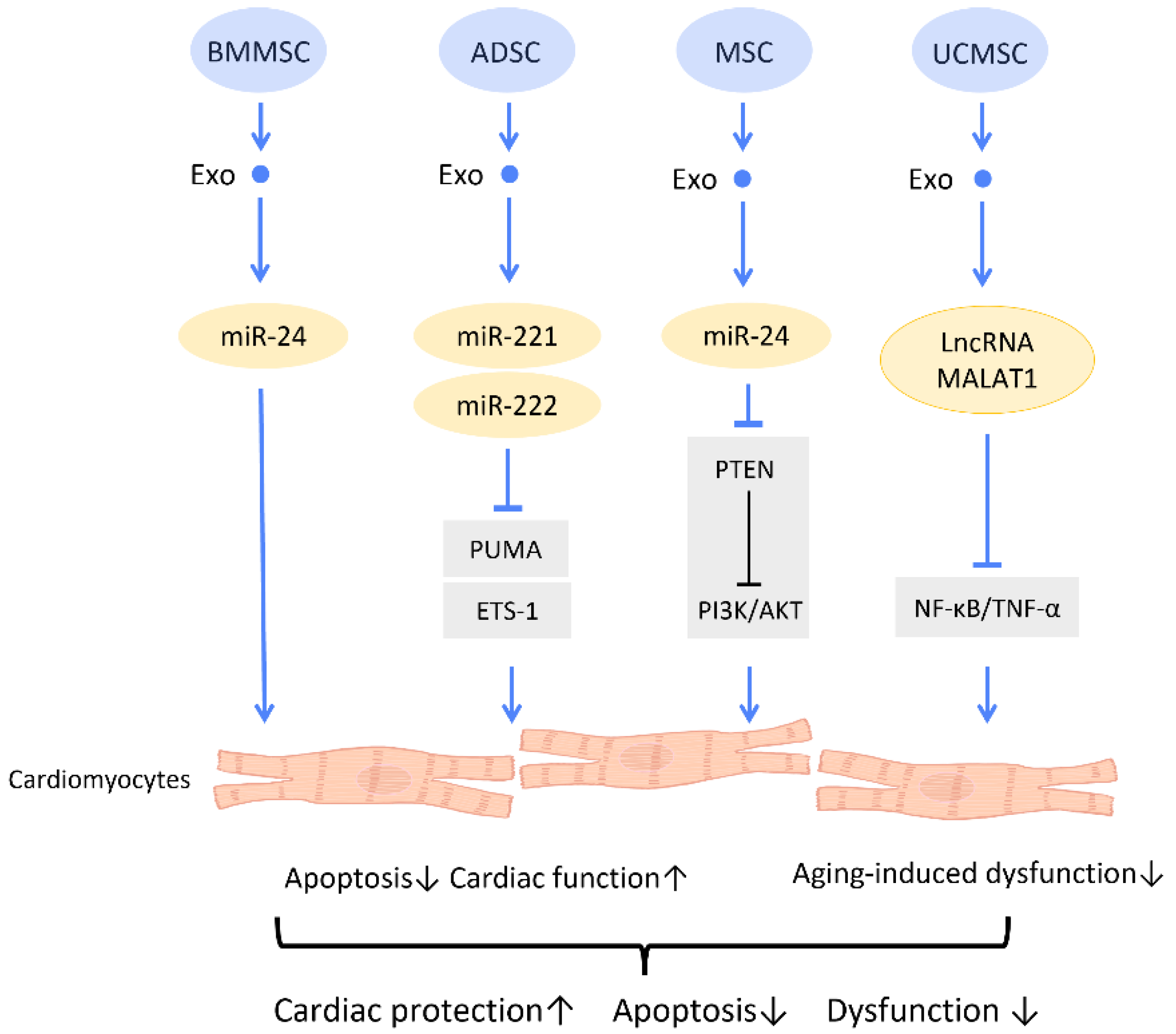 Cells 12 01018 g007 Cells 12 01018 g007