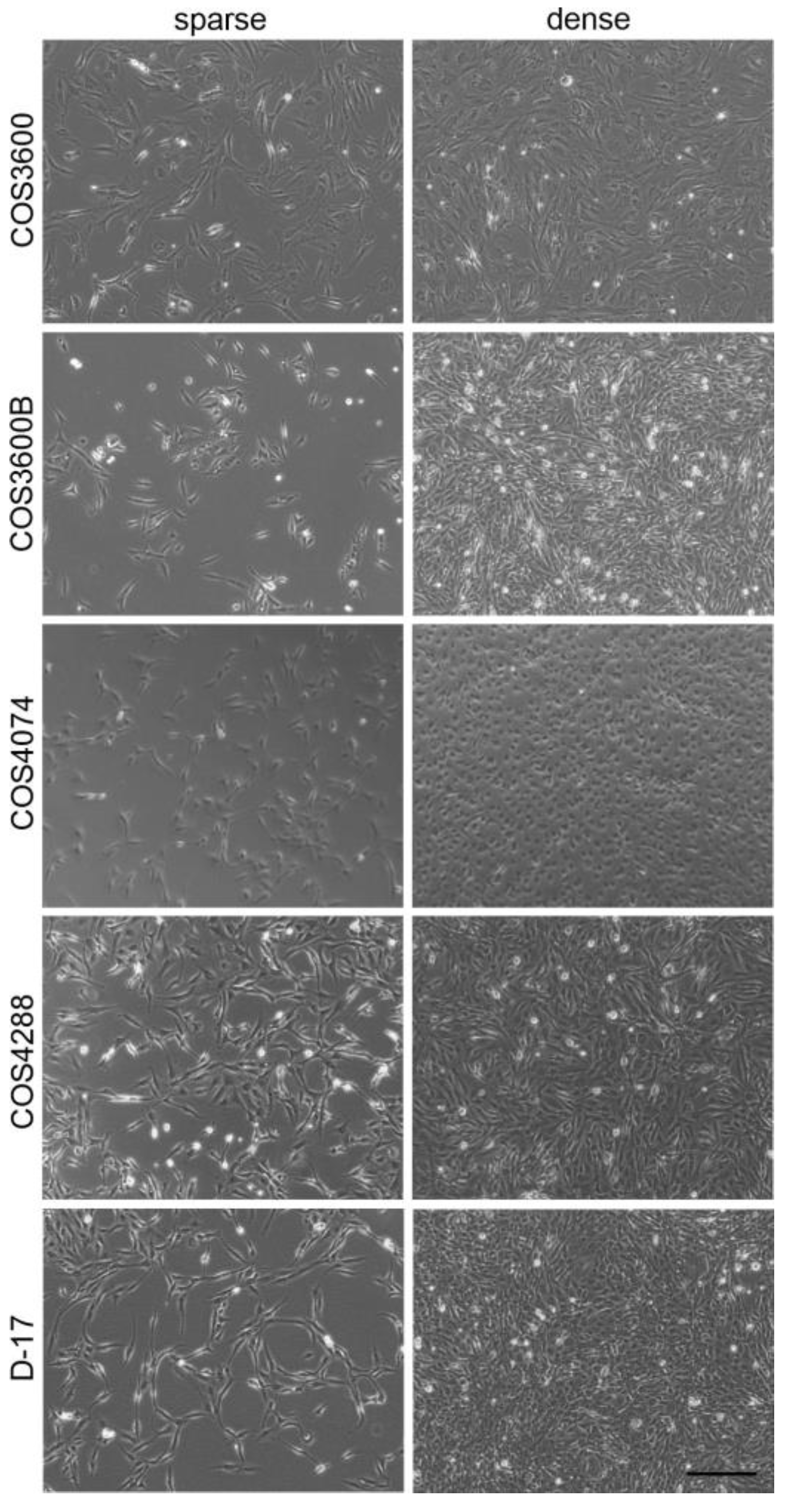 Cells 12 01026 g001 Cells 12 01026 g001