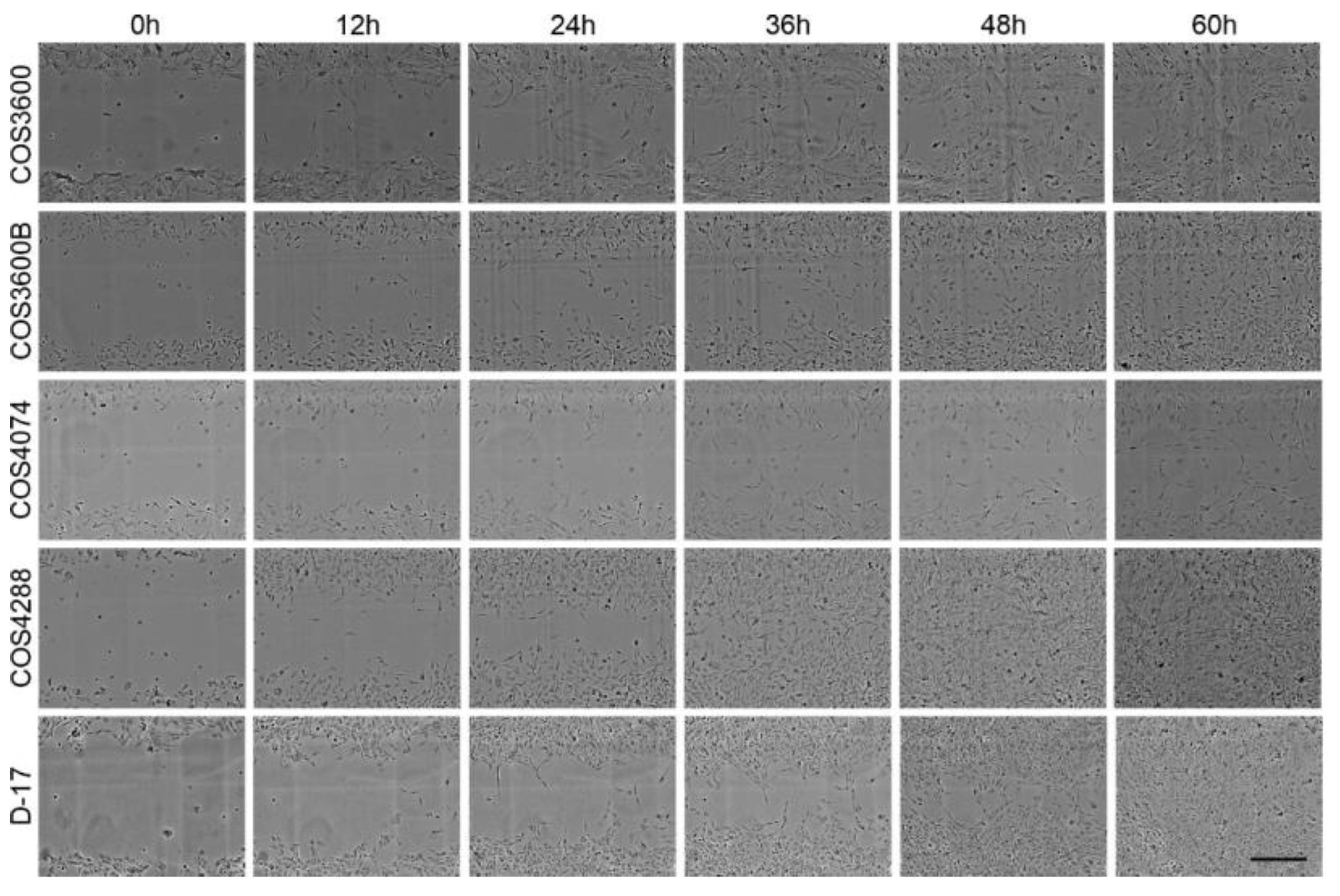 Cells 12 01026 g003 Cells 12 01026 g003