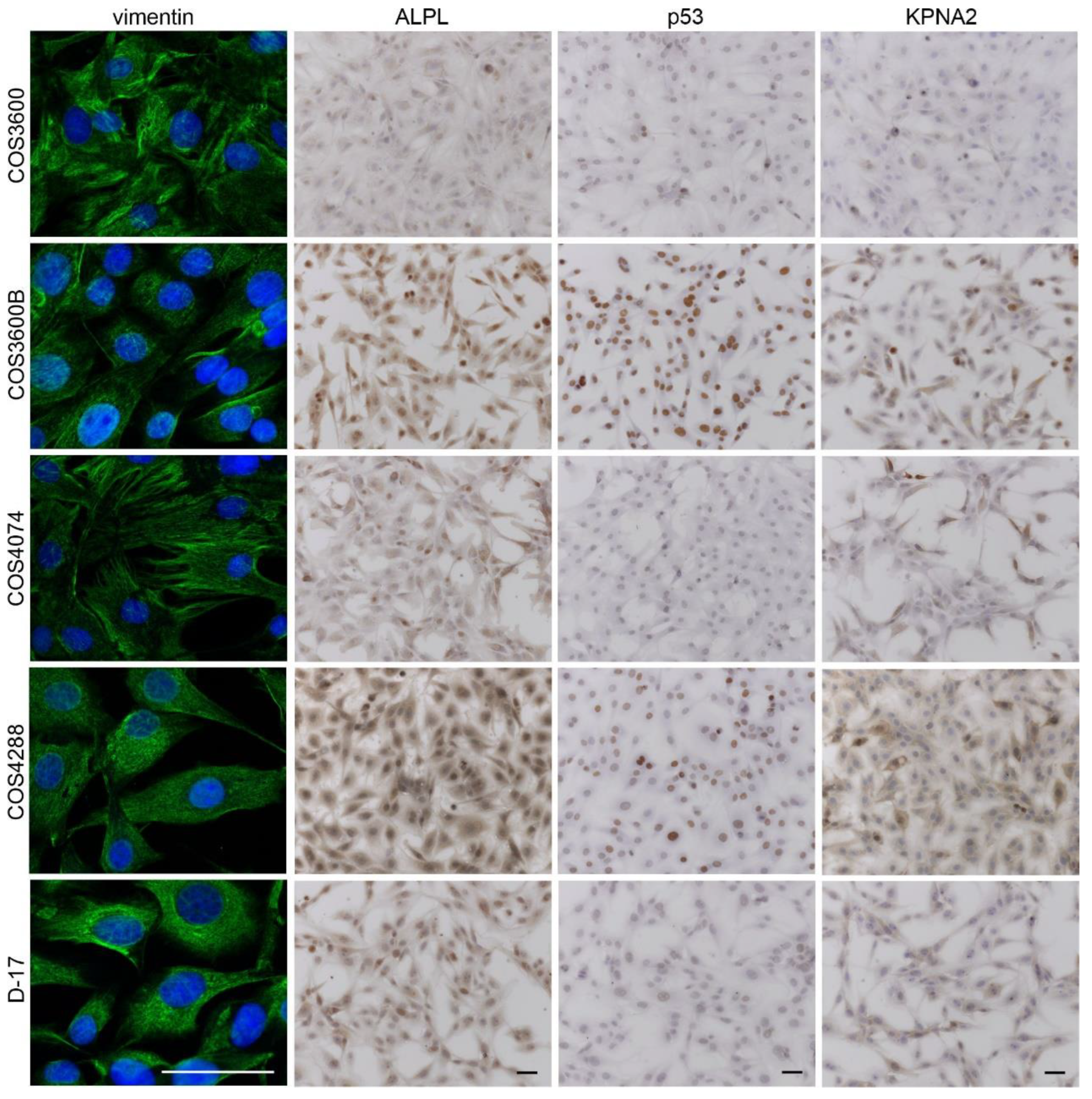 Cells 12 01026 g006 Cells 12 01026 g006