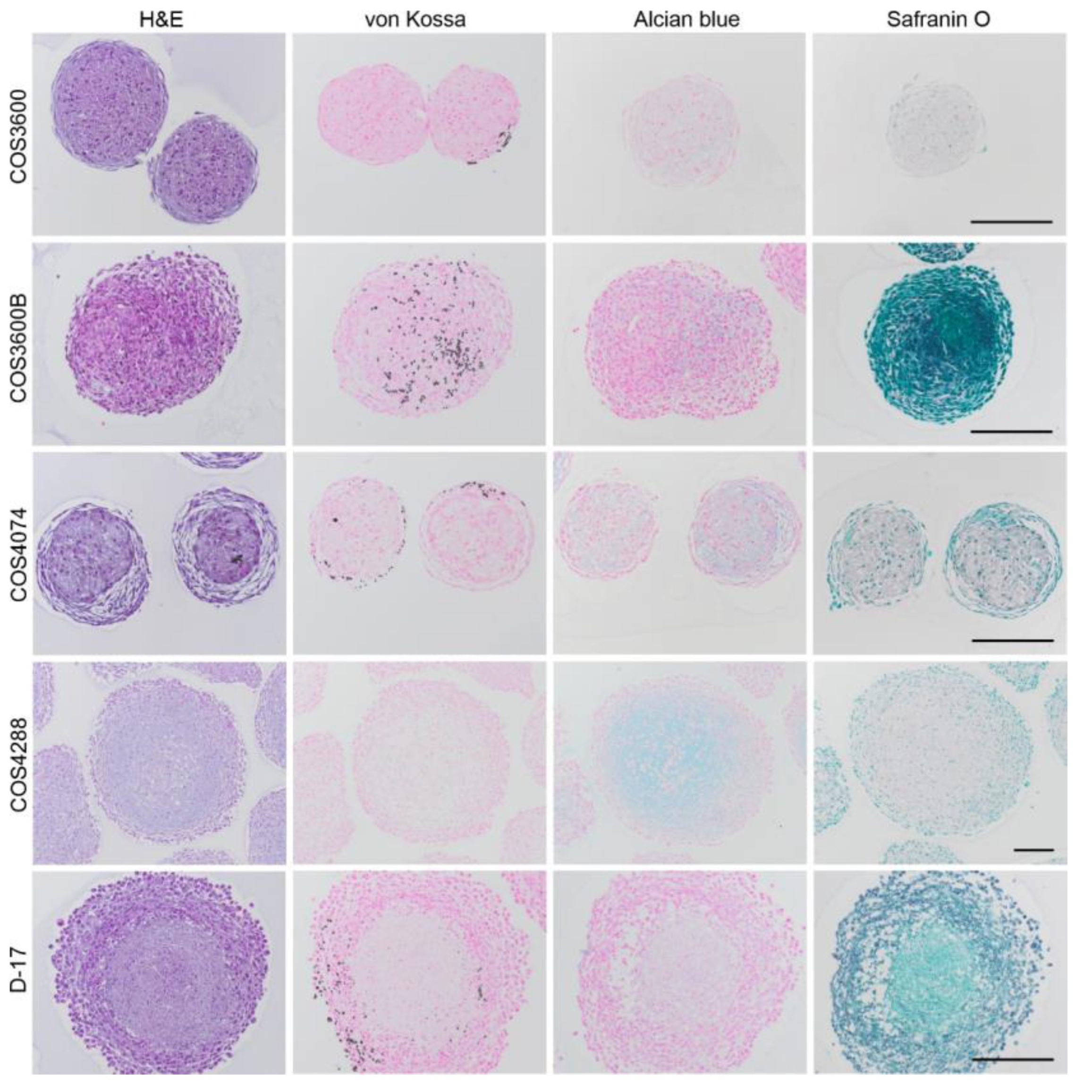 Cells 12 01026 g008 Cells 12 01026 g008