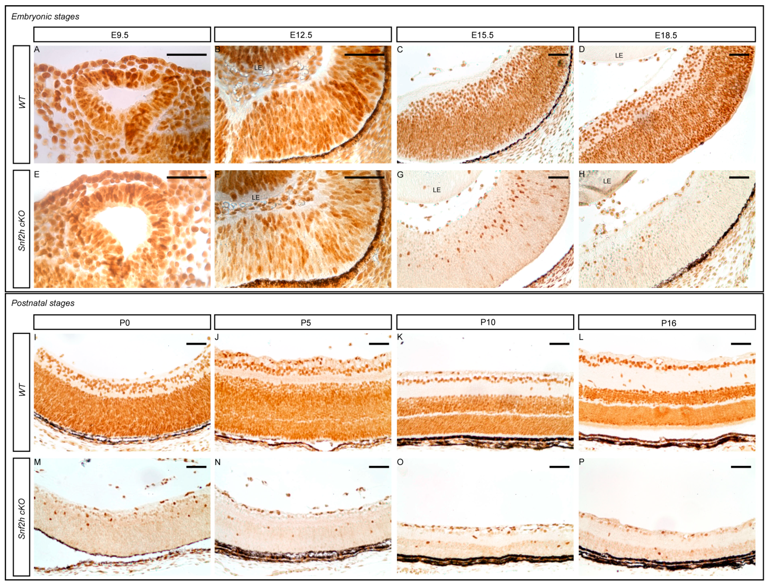 Cells 12 01035 g001 Cells 12 01035 g001