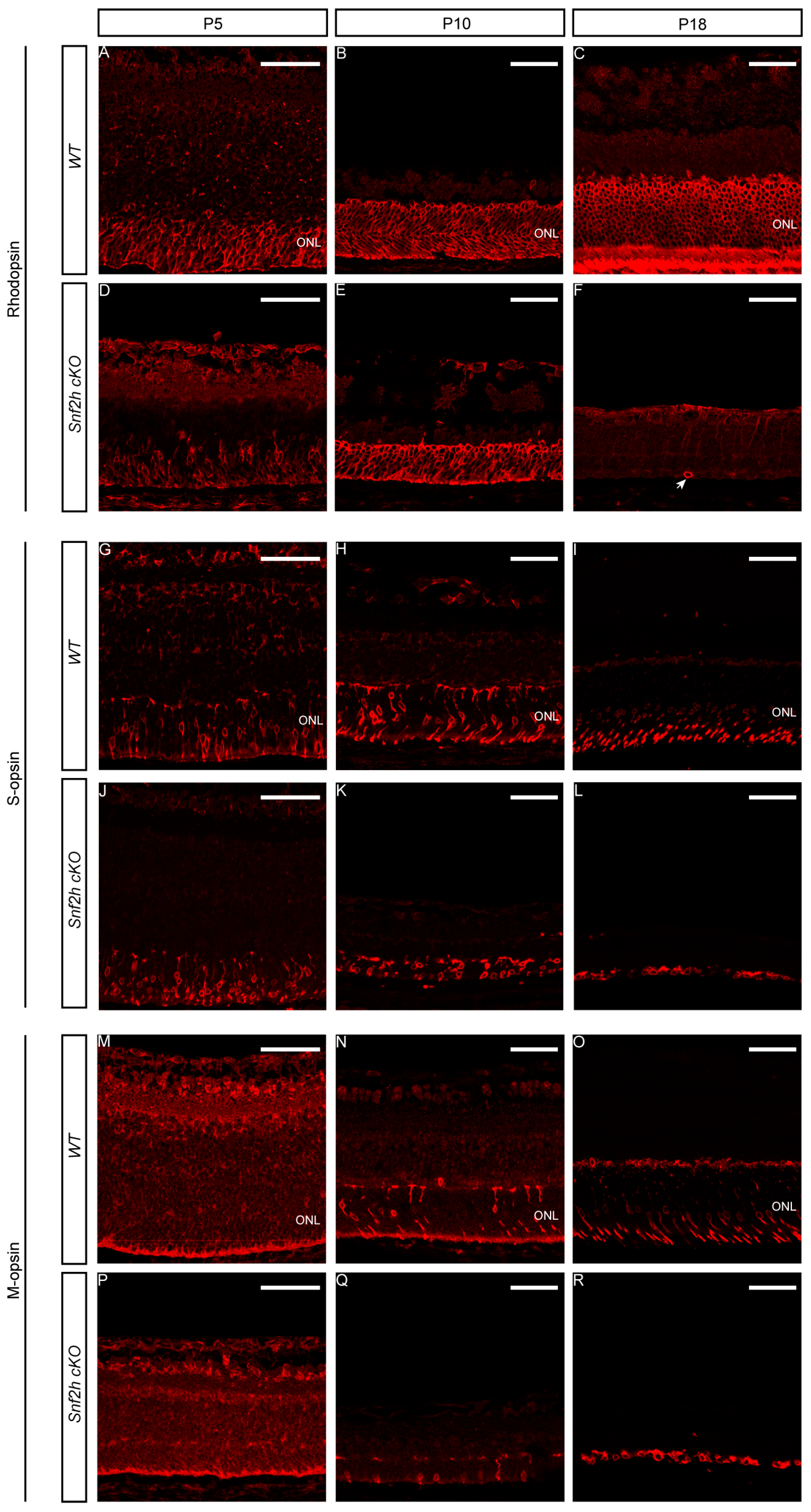 Cells 12 01035 g004 Cells 12 01035 g004