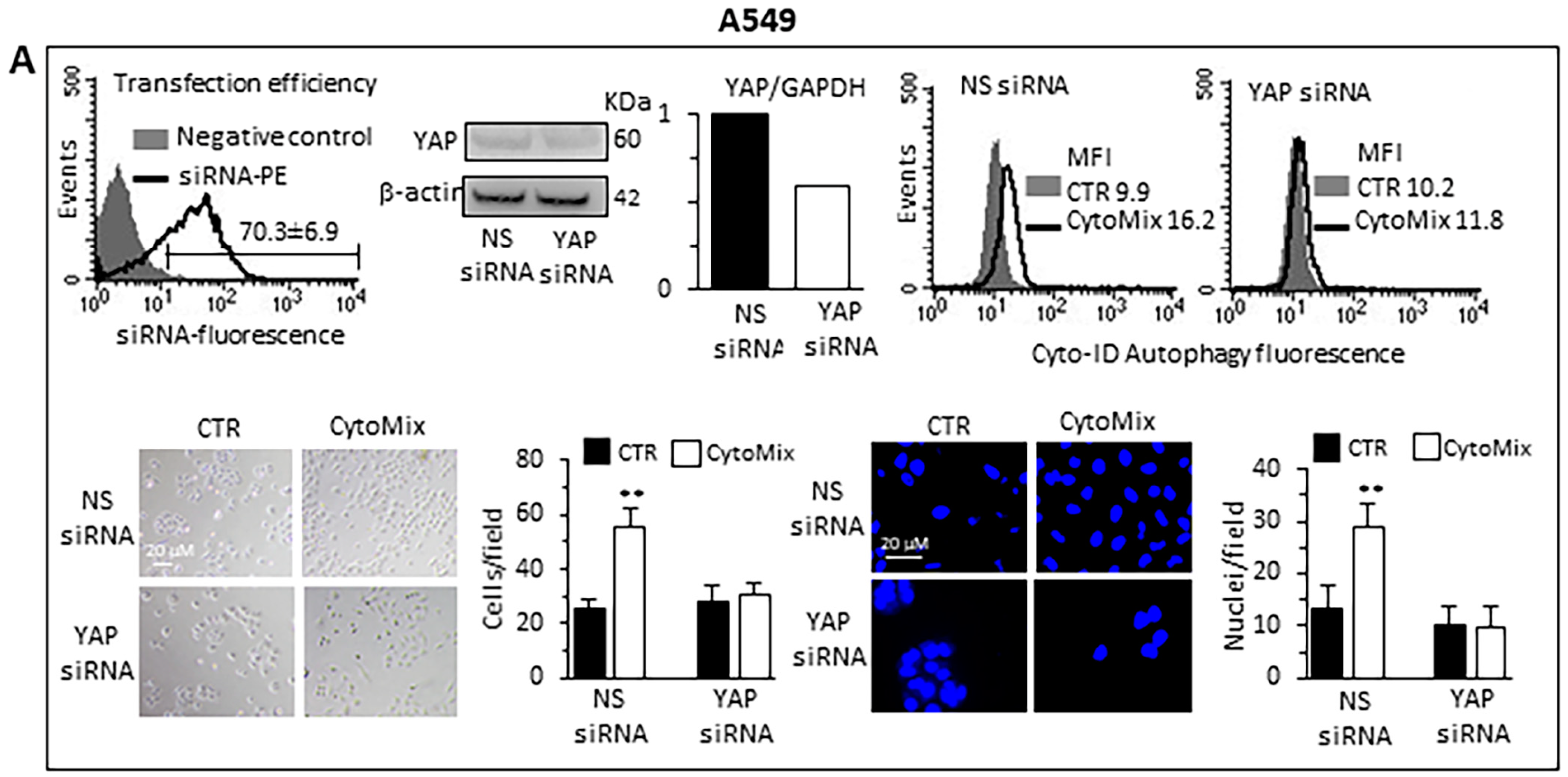 Cells 12 01048 g007a Cells 12 01048 g007a