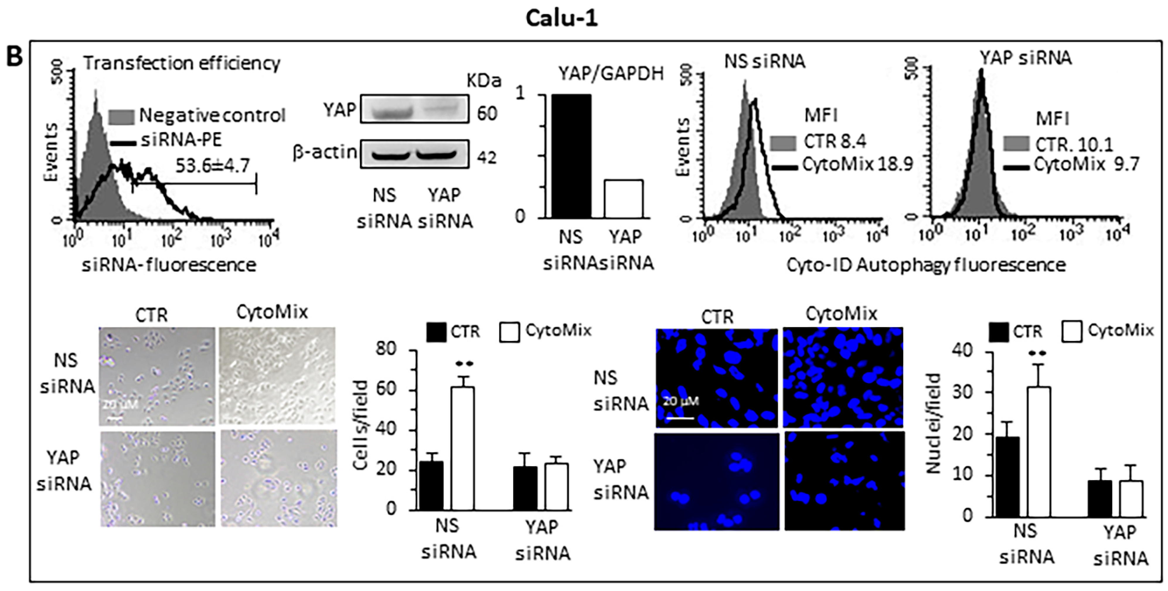 Cells 12 01048 g007b Cells 12 01048 g007b
