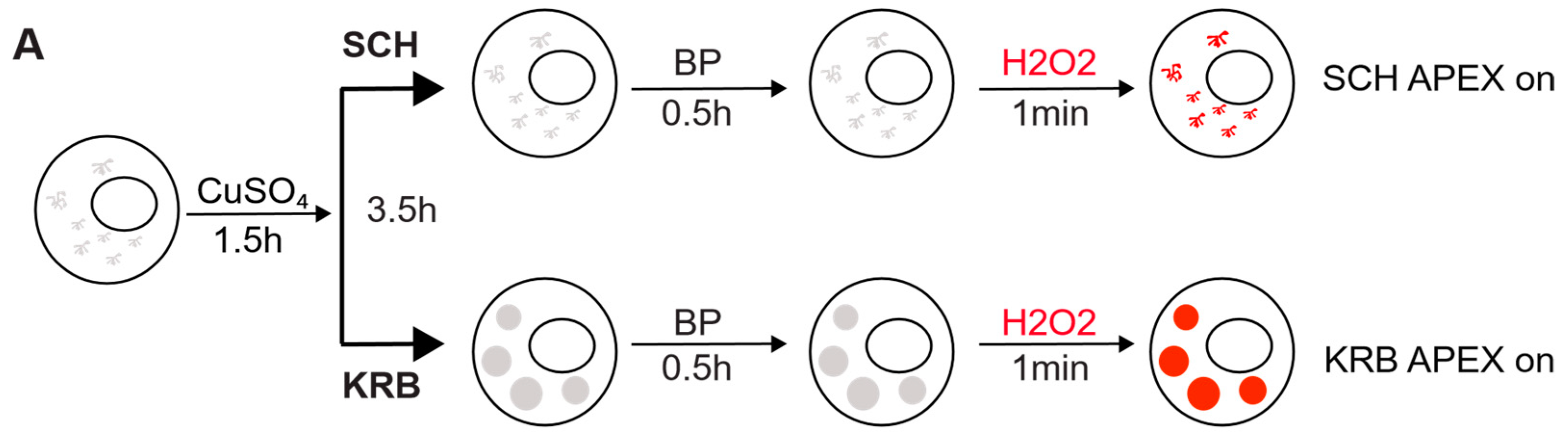 Cells 12 01055 g001a Cells 12 01055 g001a