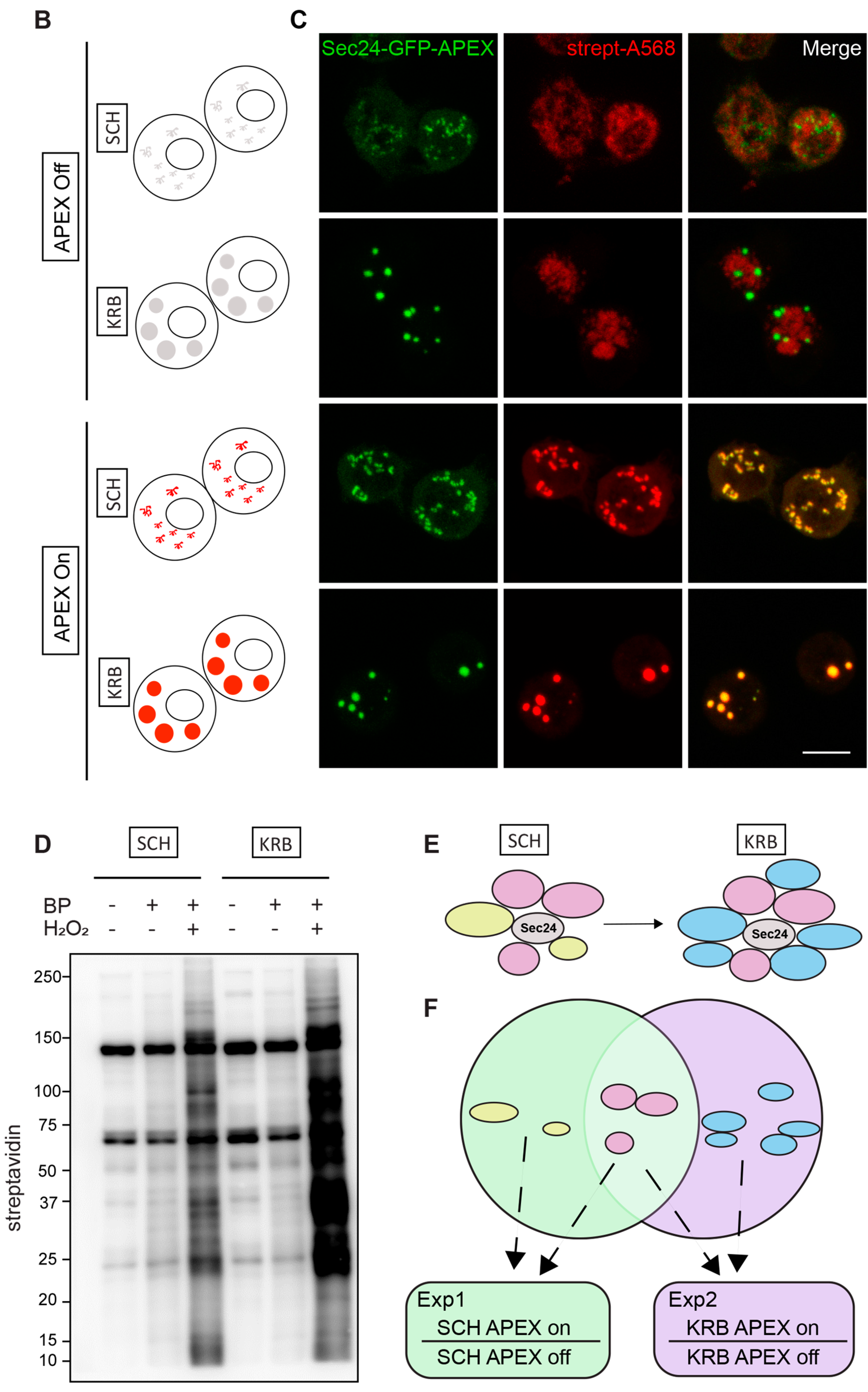 Cells 12 01055 g001b Cells 12 01055 g001b