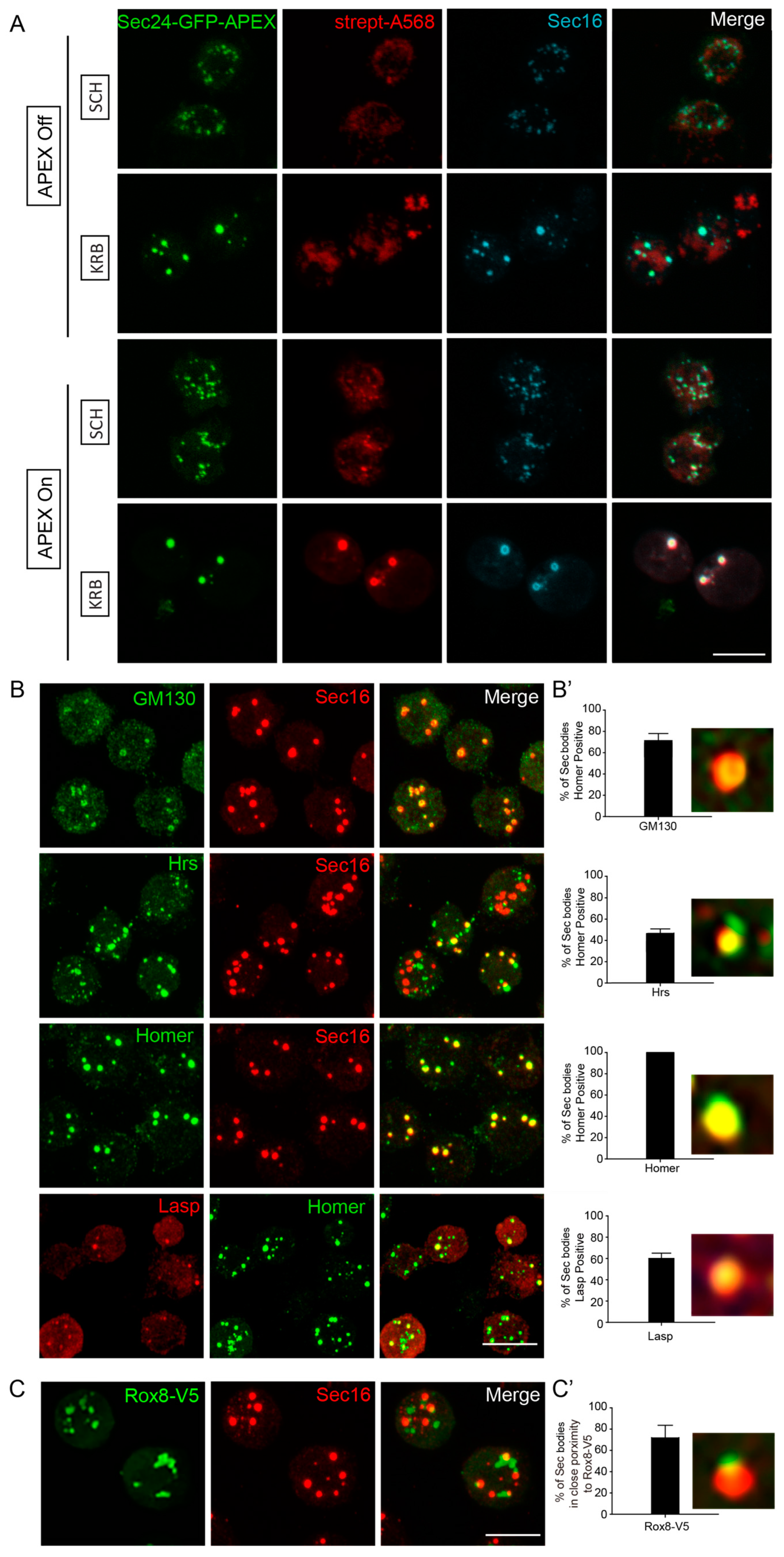 Cells 12 01055 g003 Cells 12 01055 g003