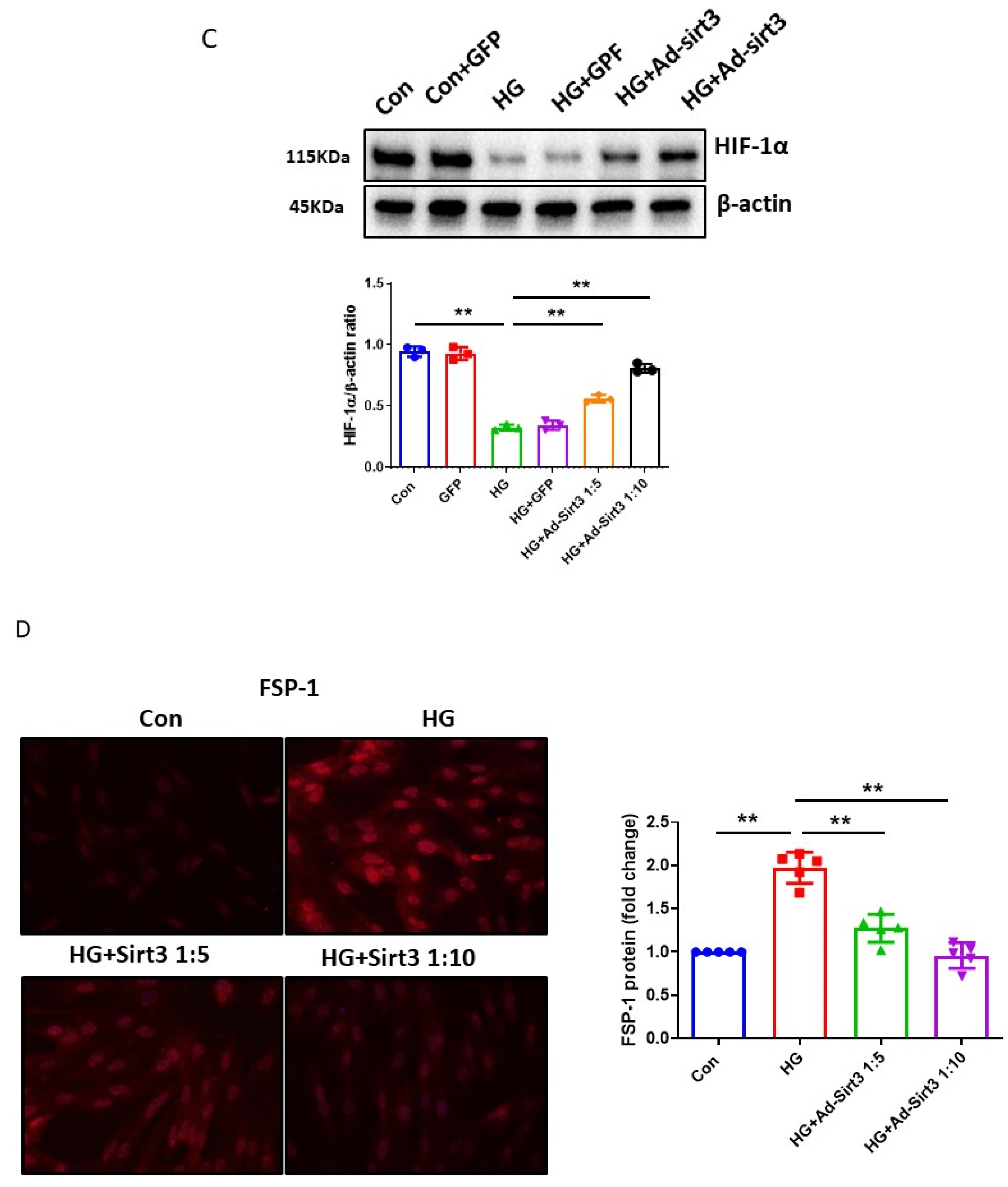 Cells 12 01060 g005b