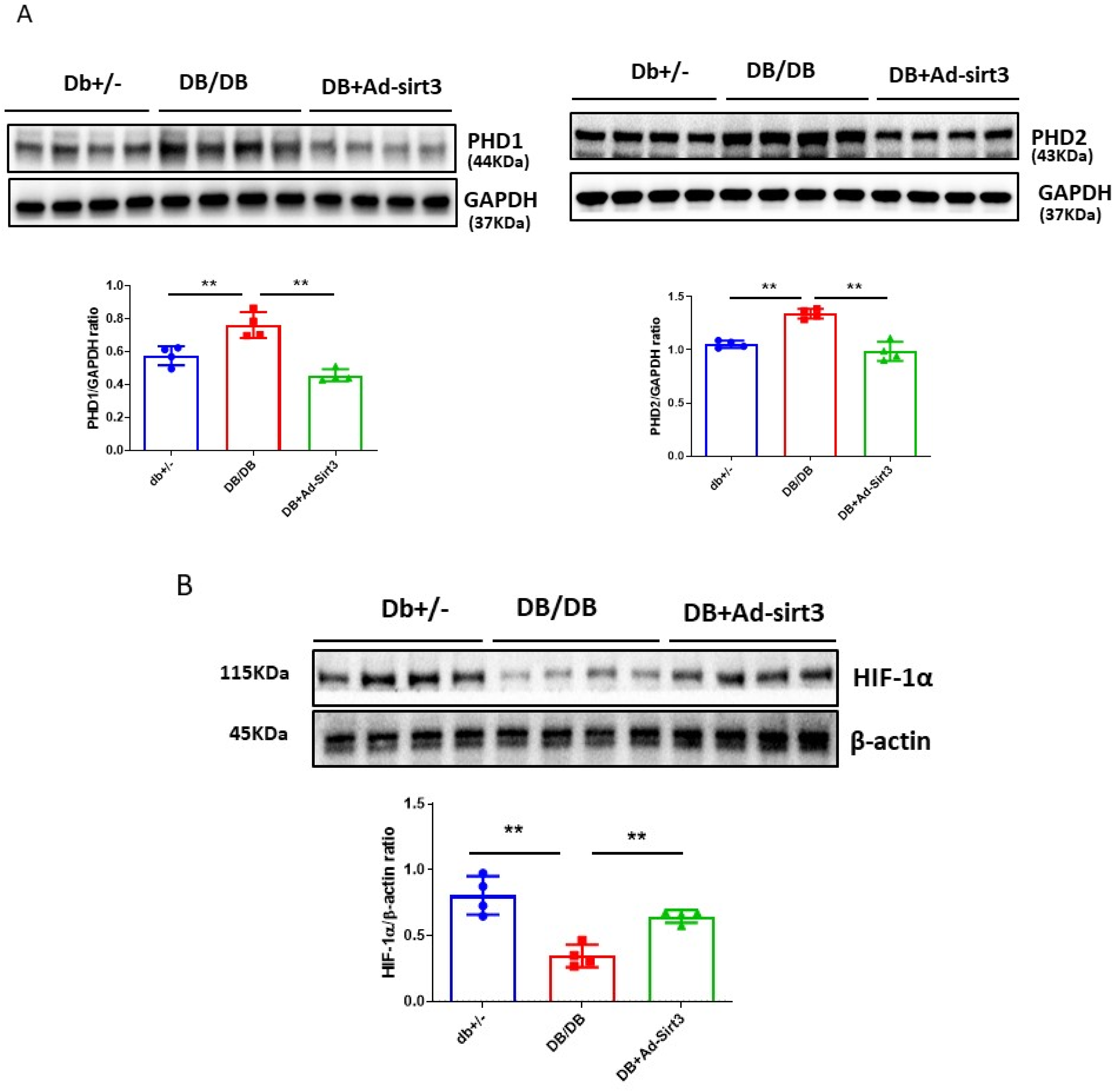 Cells 12 01060 g006a