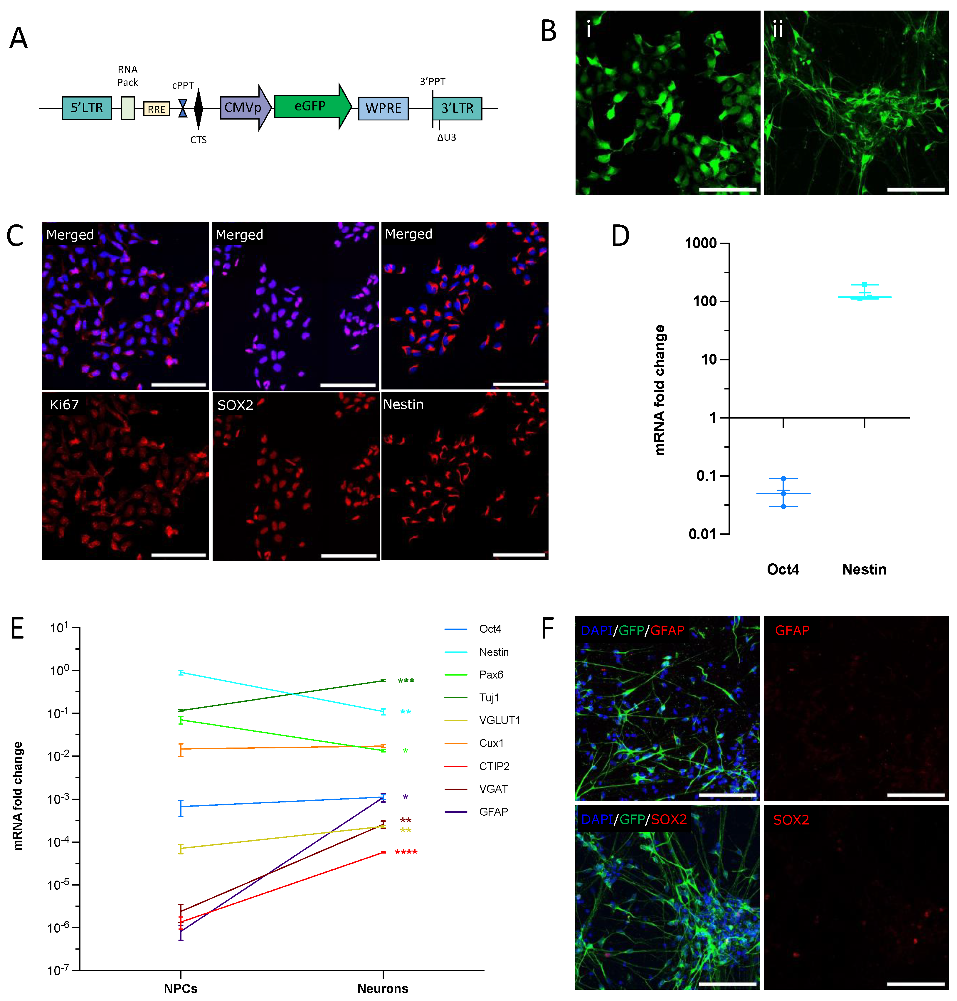 Cells 12 01067 g001 Cells 12 01067 g001