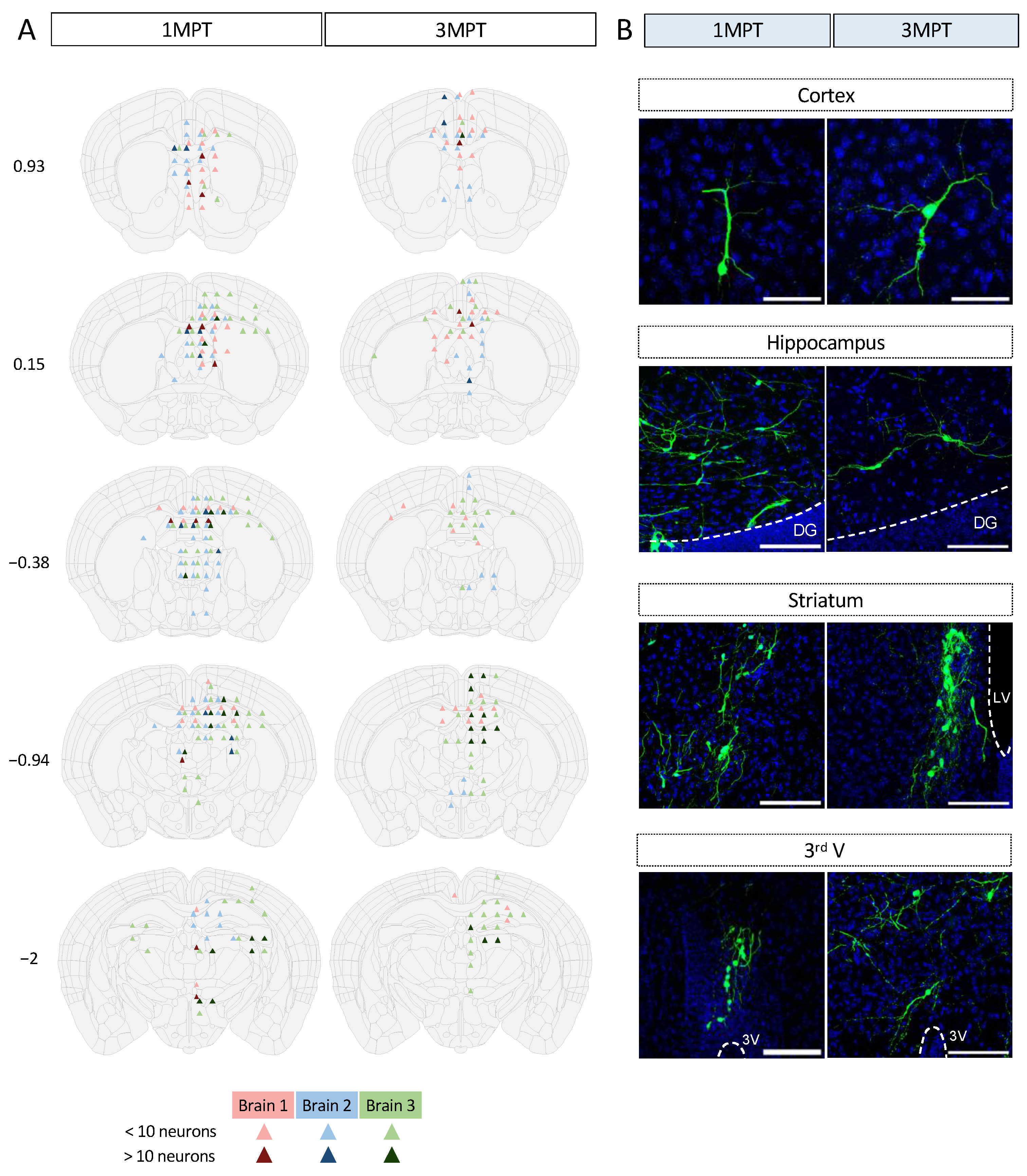 Cells 12 01067 g004 Cells 12 01067 g004