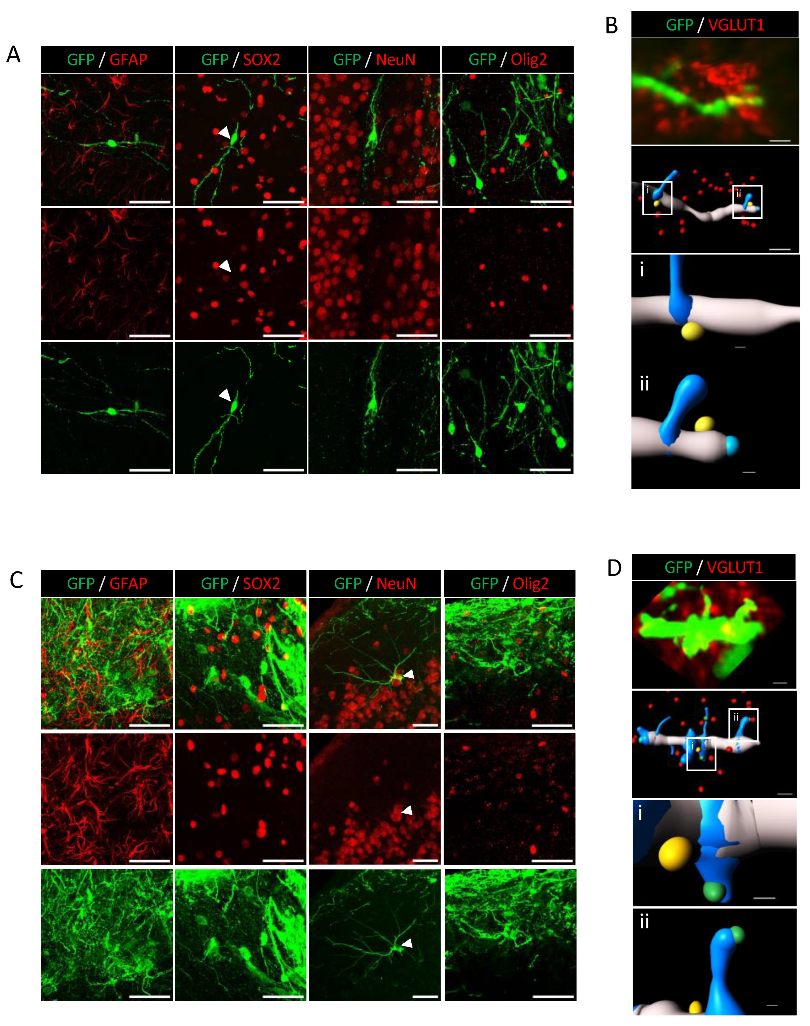 Cells 12 01067 g005 Cells 12 01067 g005