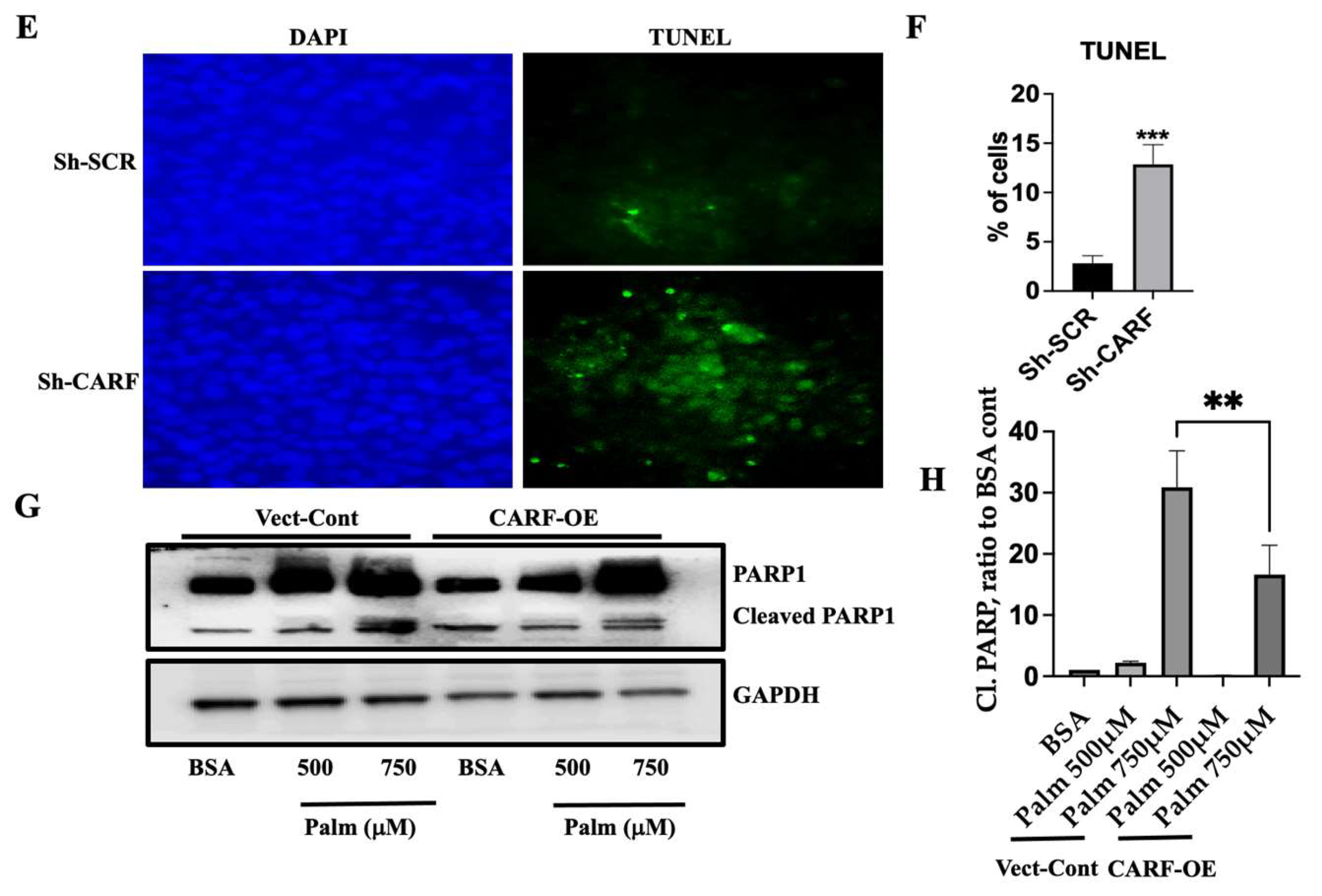 Cells 12 01069 g006b