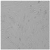 Cells 12 01076 i011