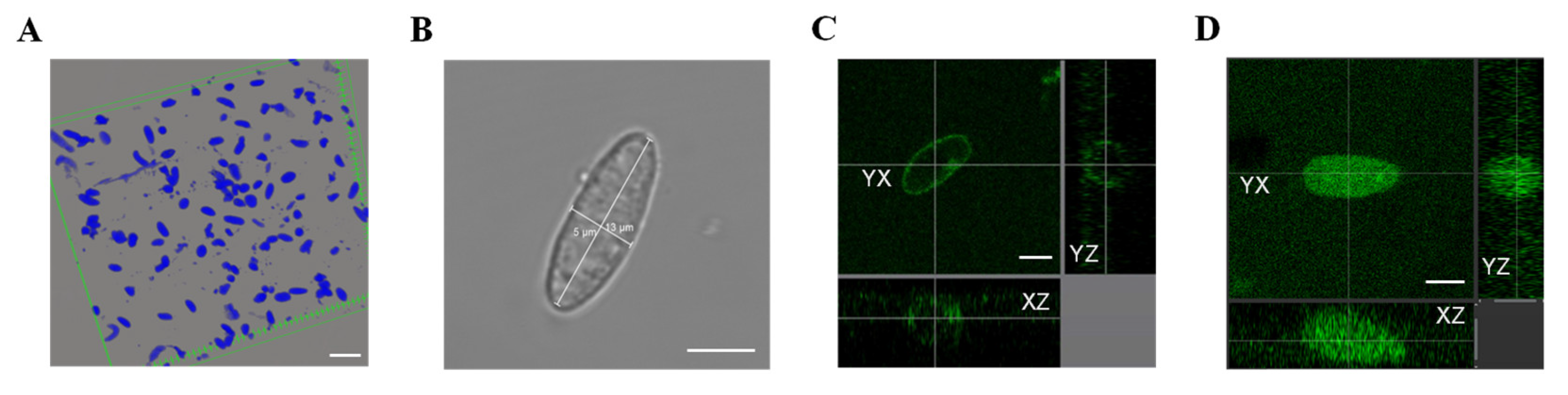 Cells 12 01077 g002 Cells 12 01077 g002