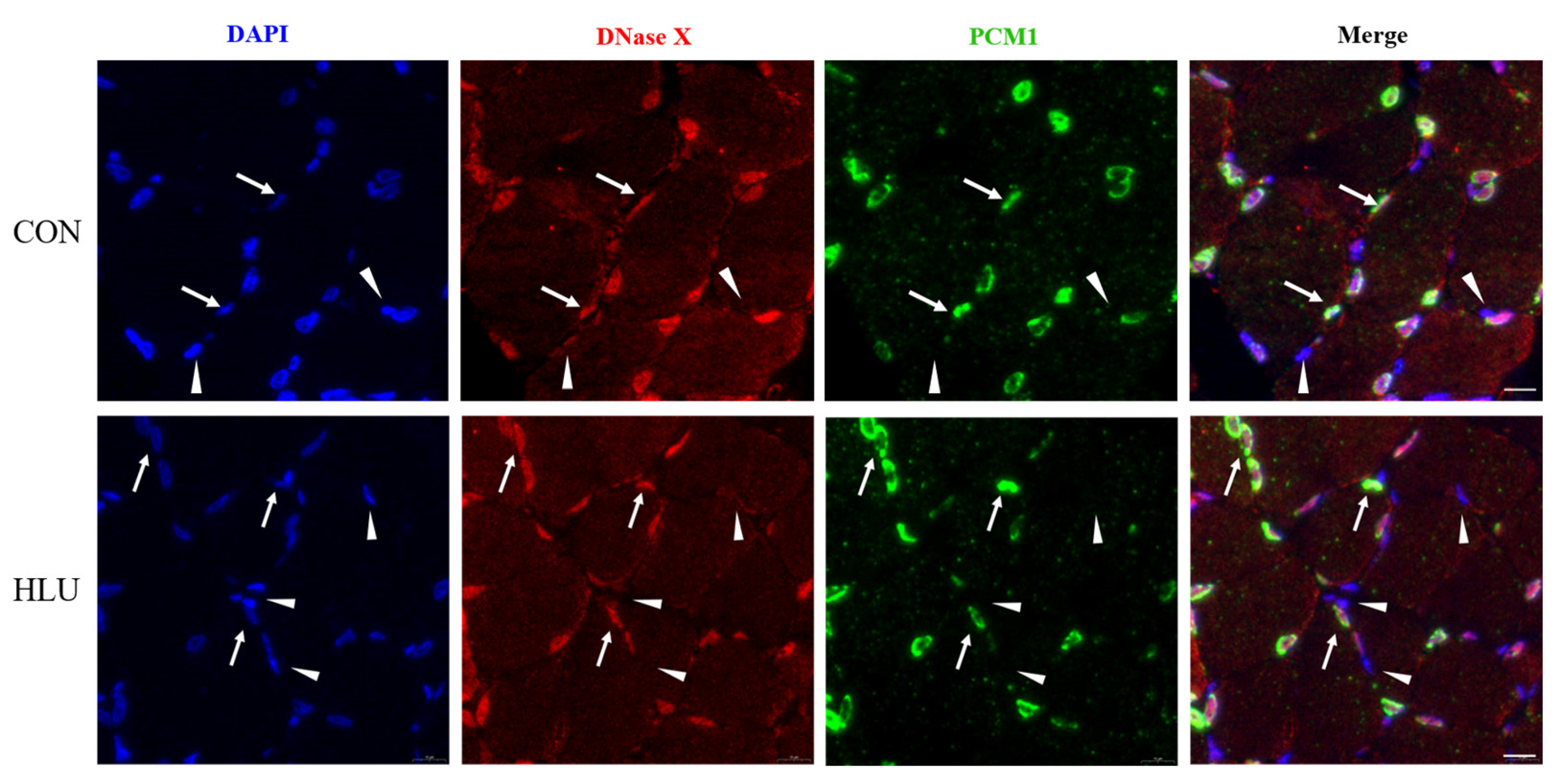 Cells 12 01077 g007 Cells 12 01077 g007