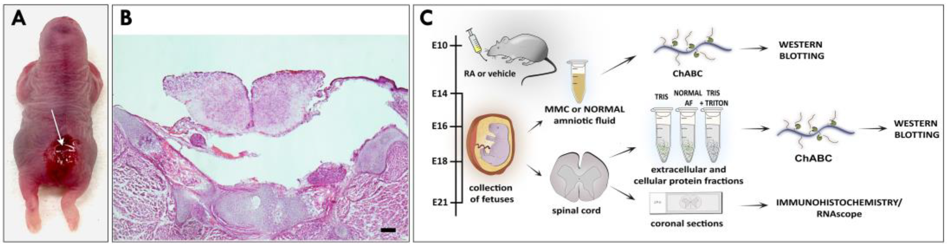Cells 12 01084 g001 Cells 12 01084 g001