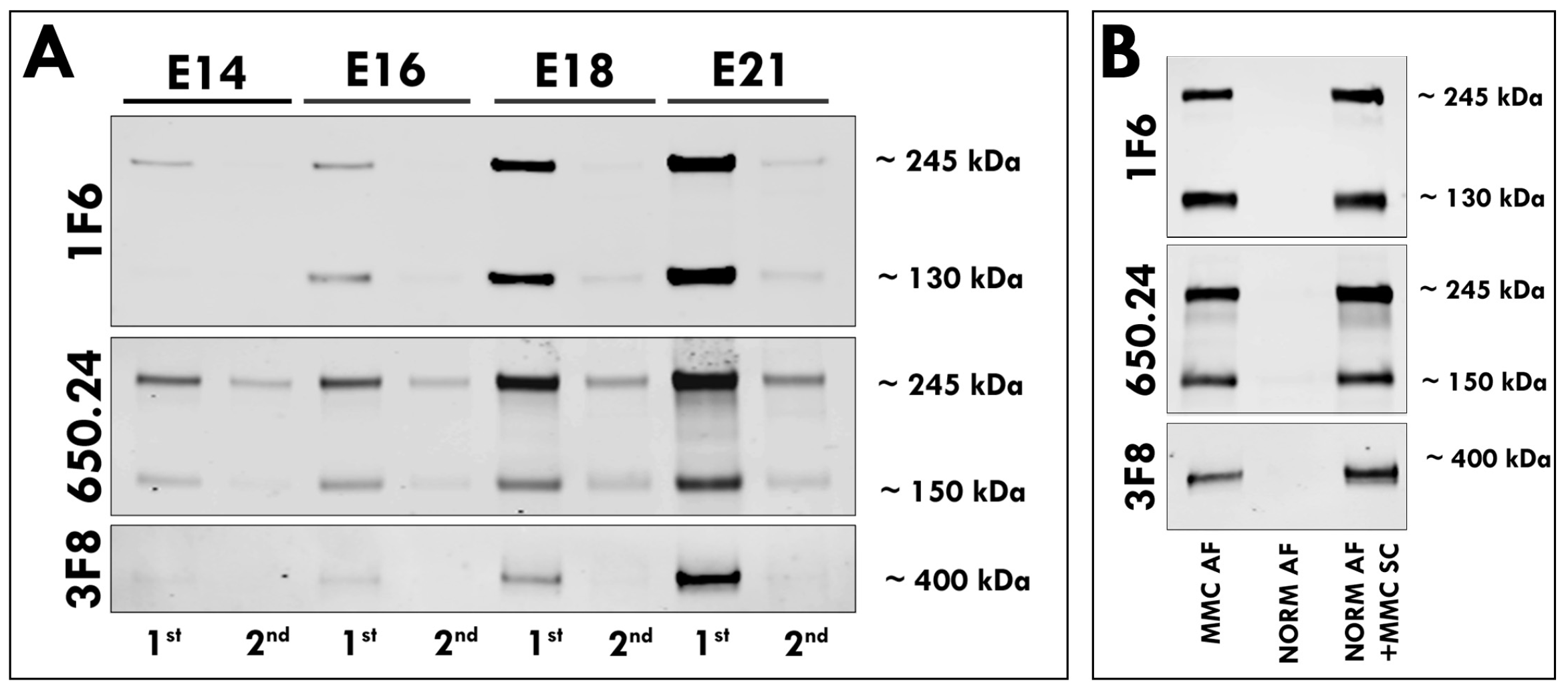 Cells 12 01084 g003 Cells 12 01084 g003