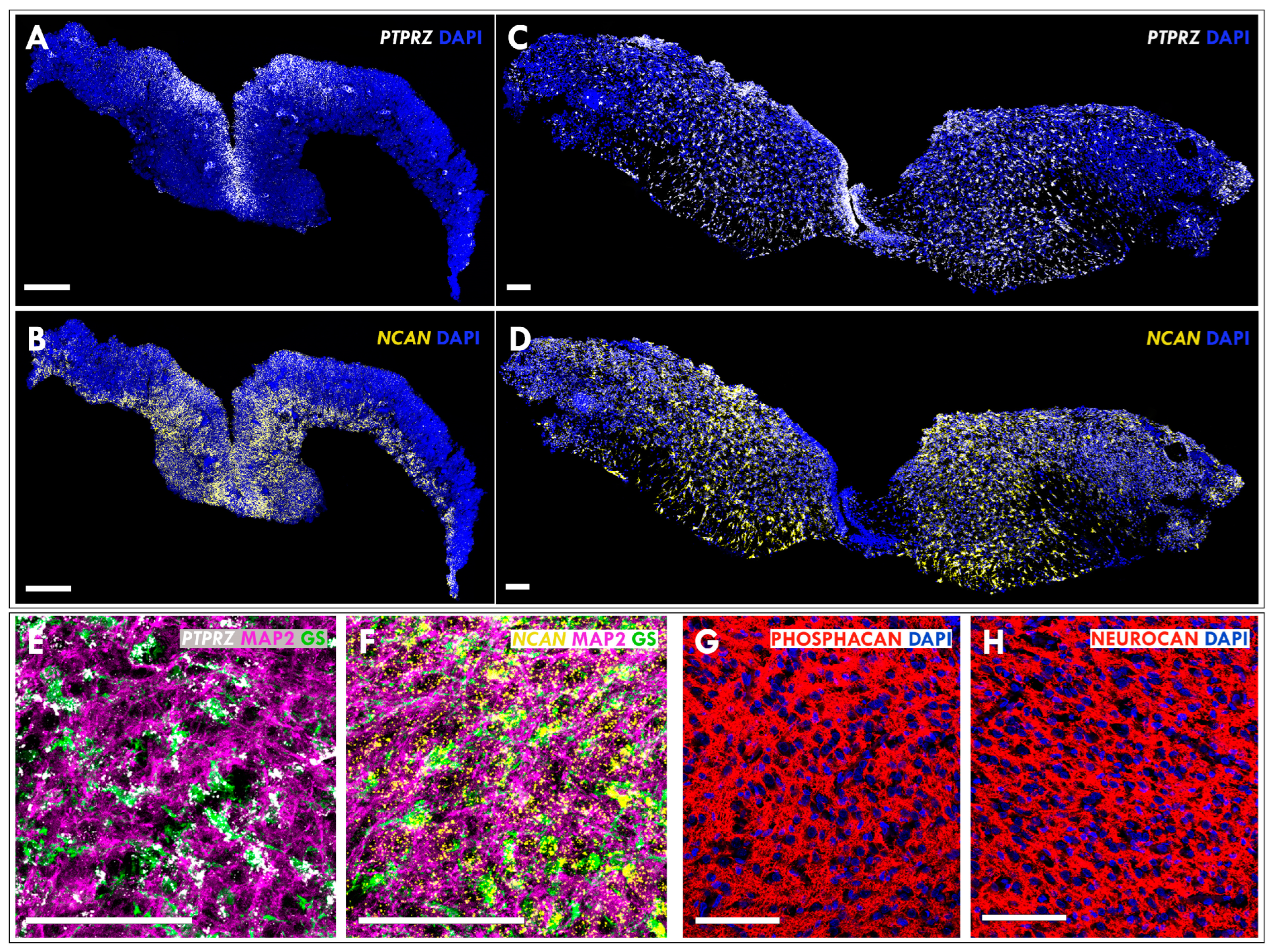 Cells 12 01084 g004 Cells 12 01084 g004