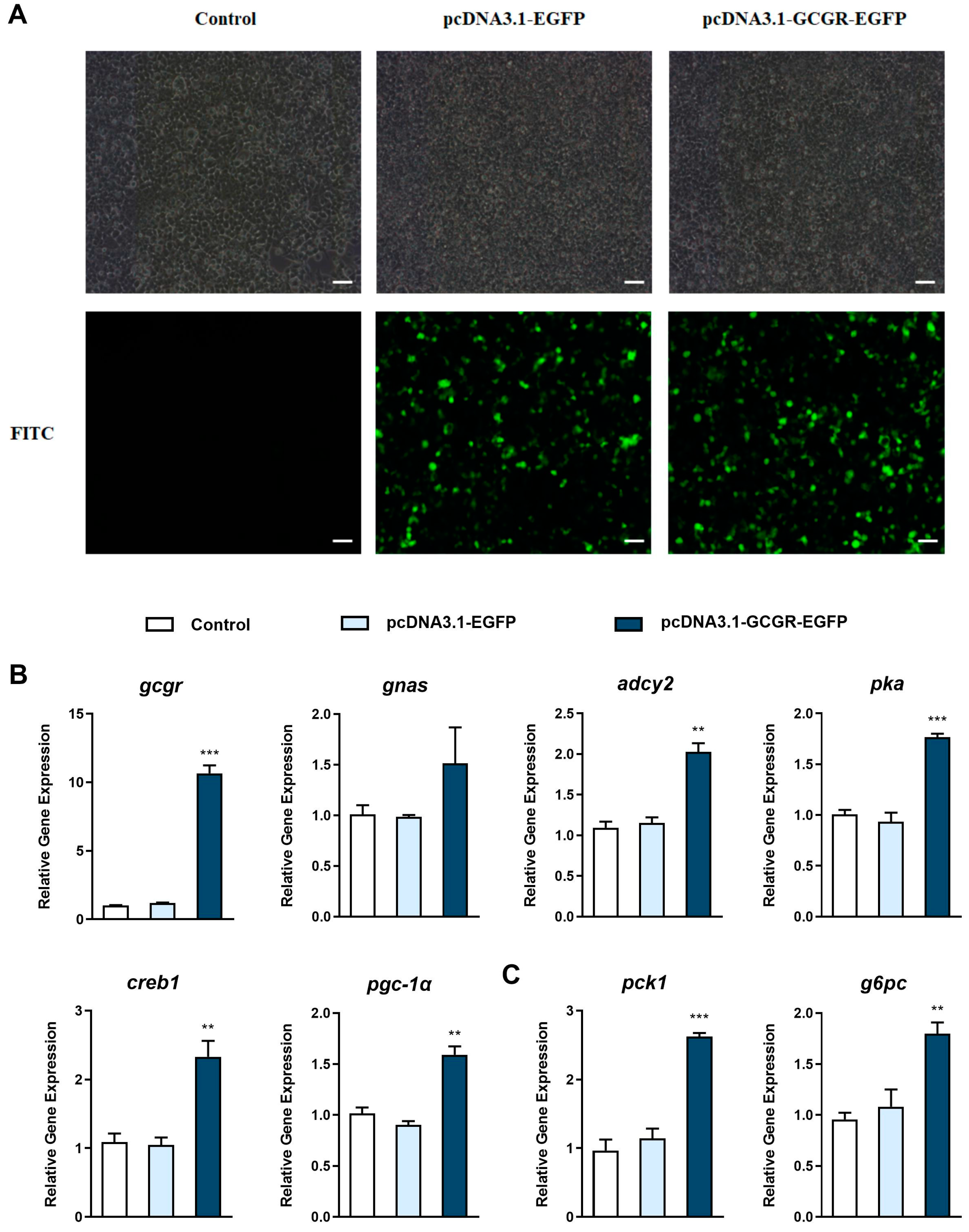 Cells 12 01098 g005a