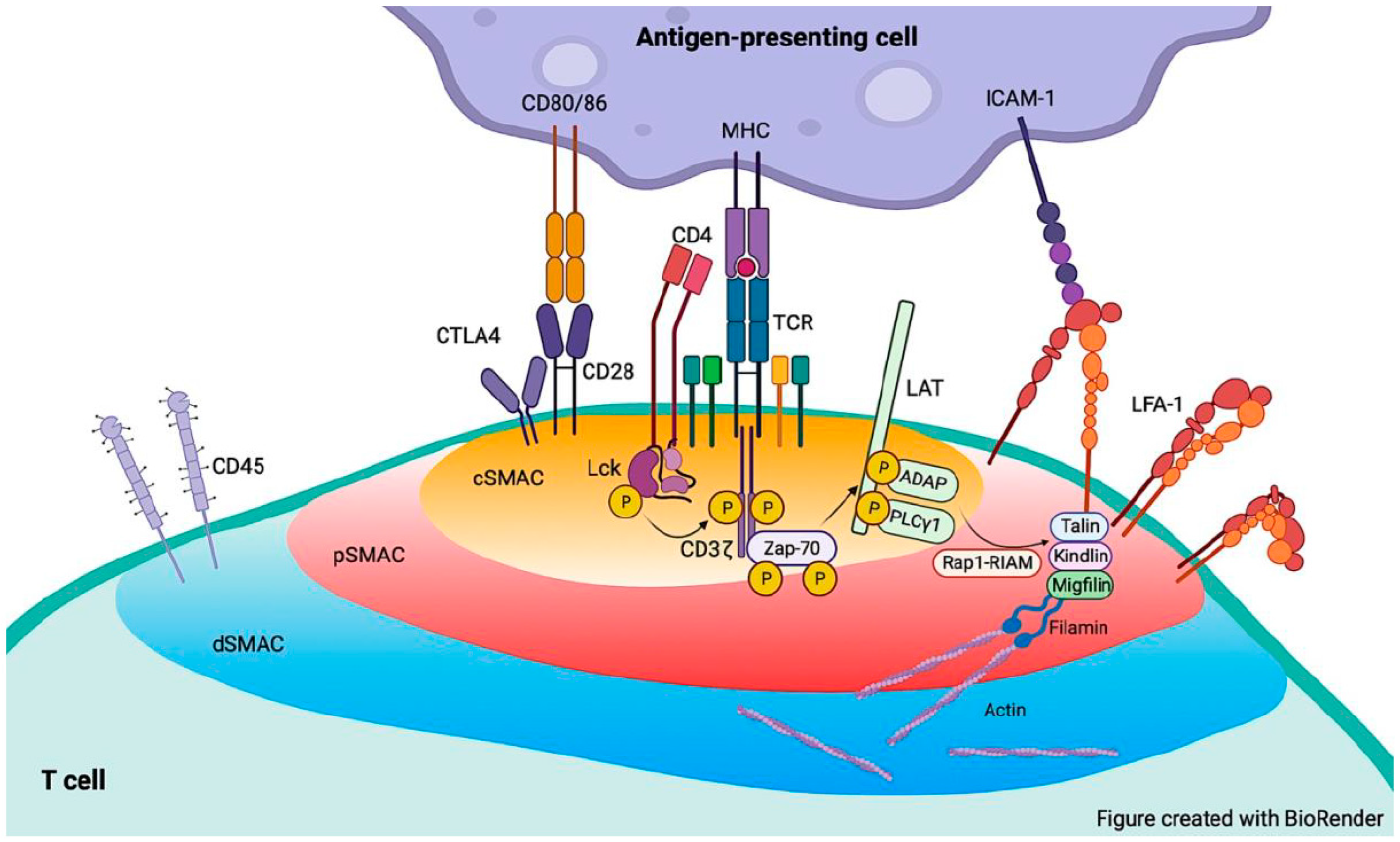 Cells 12 01136 g003 Cells 12 01136 g003