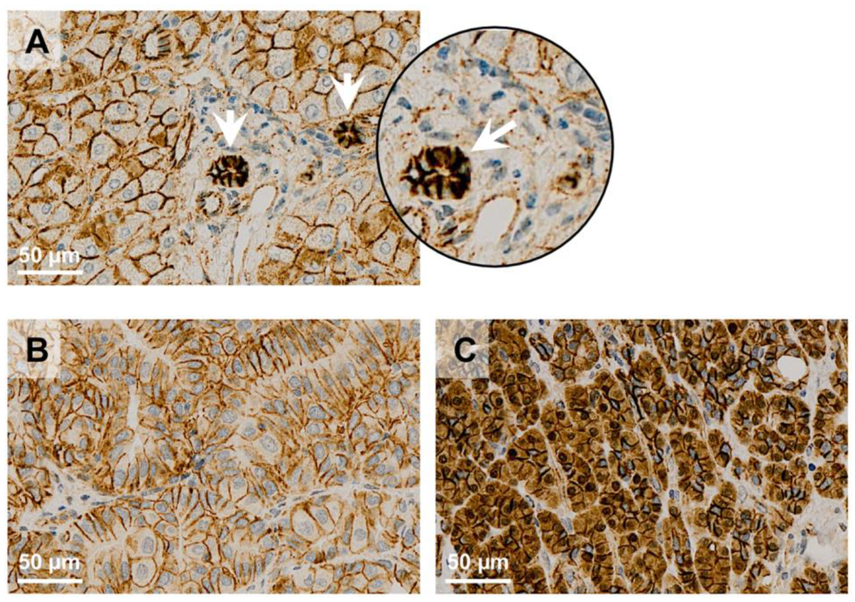 Cells 12 01141 g002