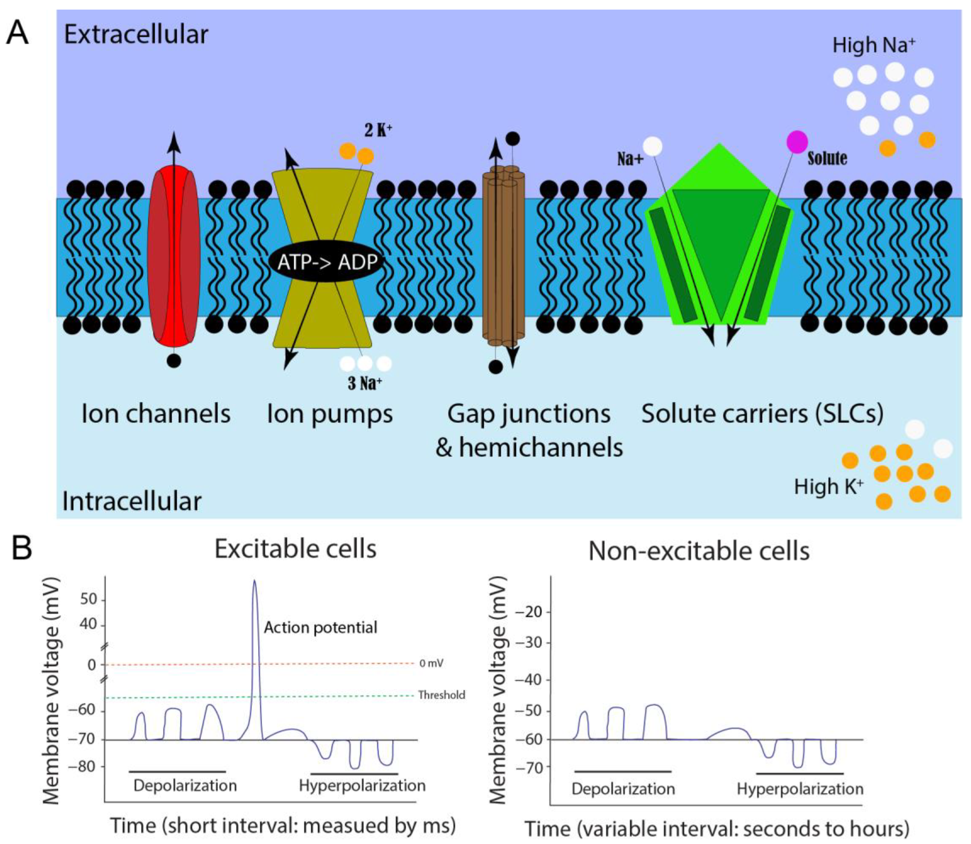 Cells 12 01148 g001 Cells 12 01148 g001