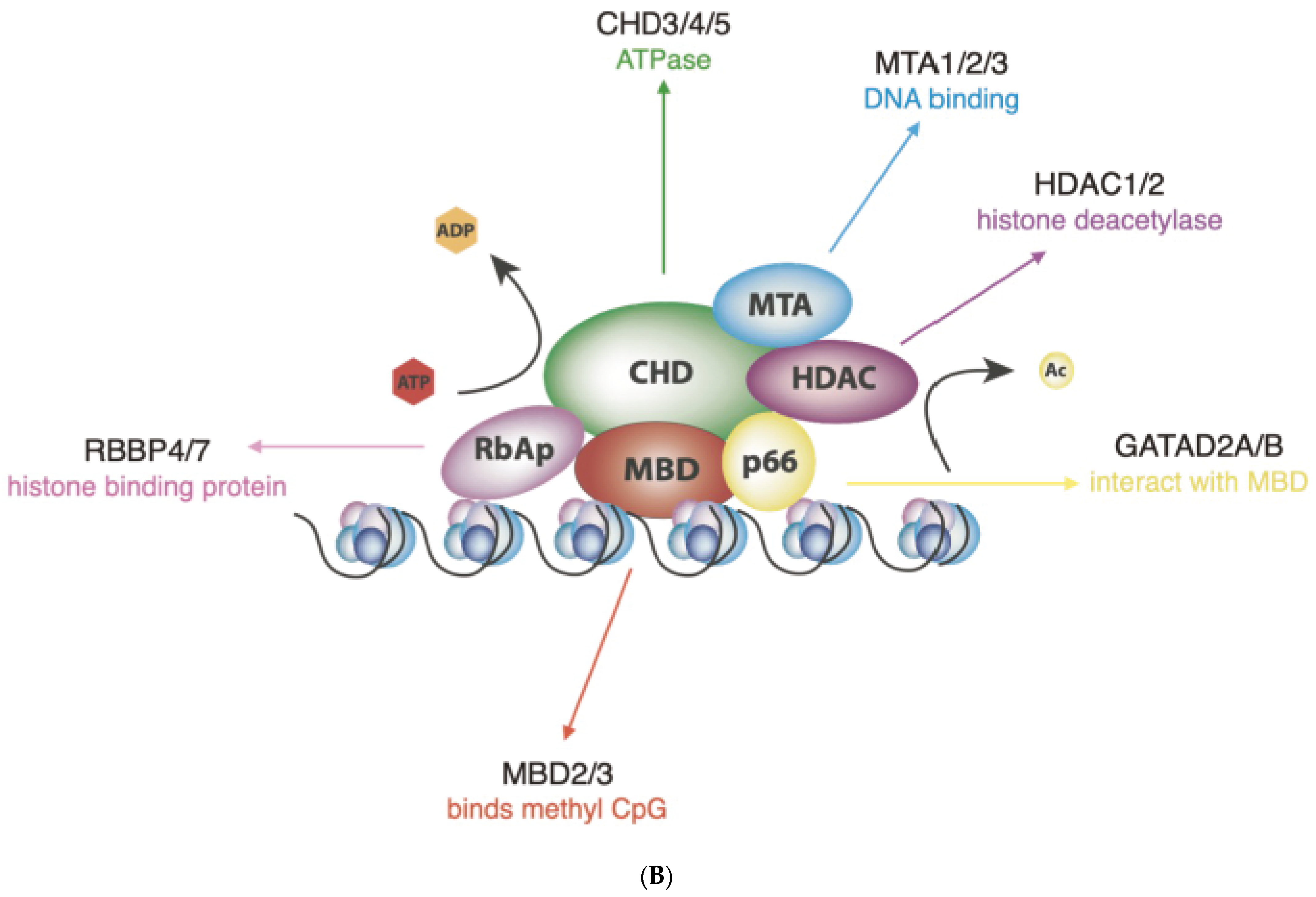Cells 12 01179 g001b