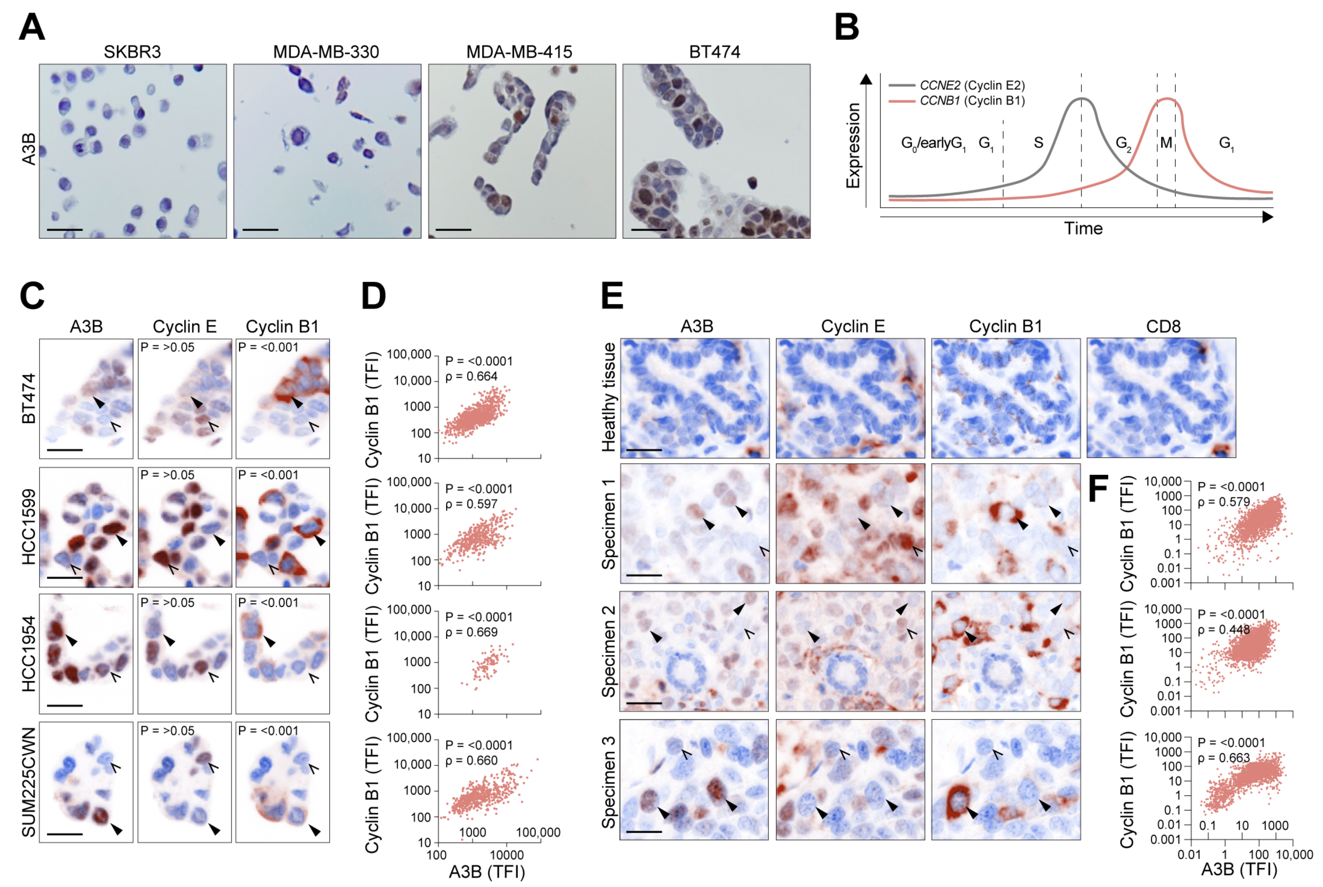 Cells 12 01185 g001 Cells 12 01185 g001