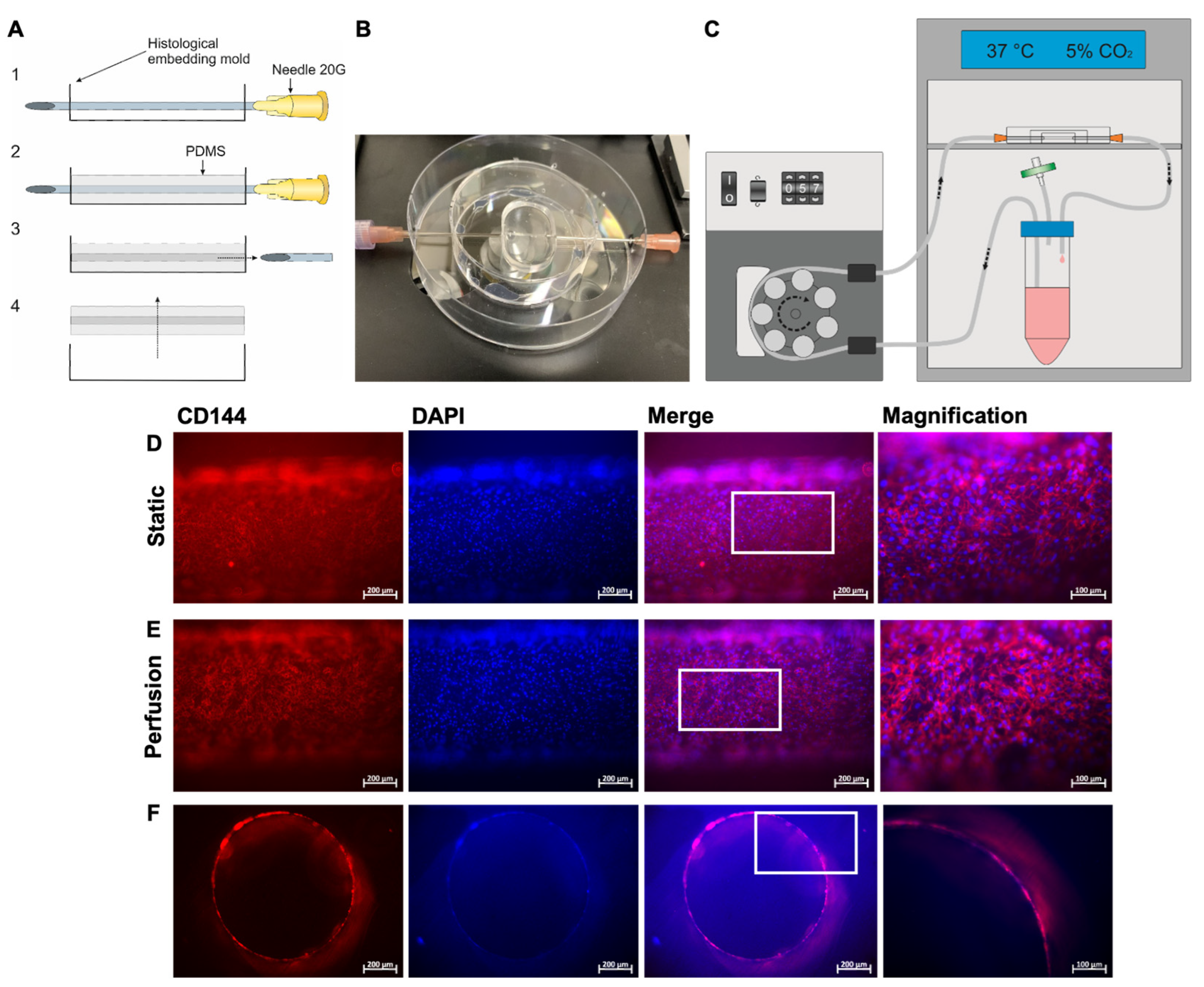 Cells 12 01217 g004 Cells 12 01217 g004