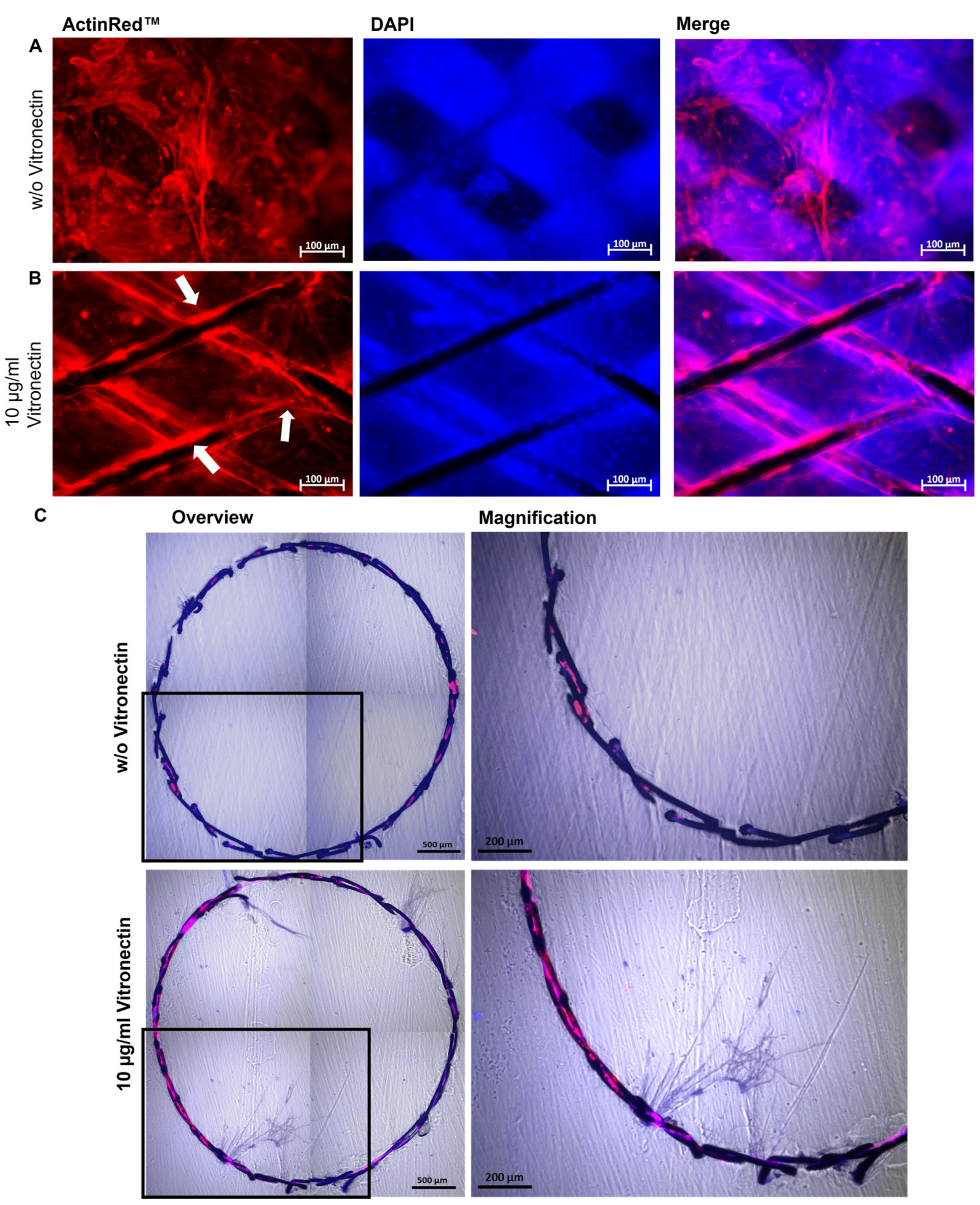 Cells 12 01217 g006 Cells 12 01217 g006