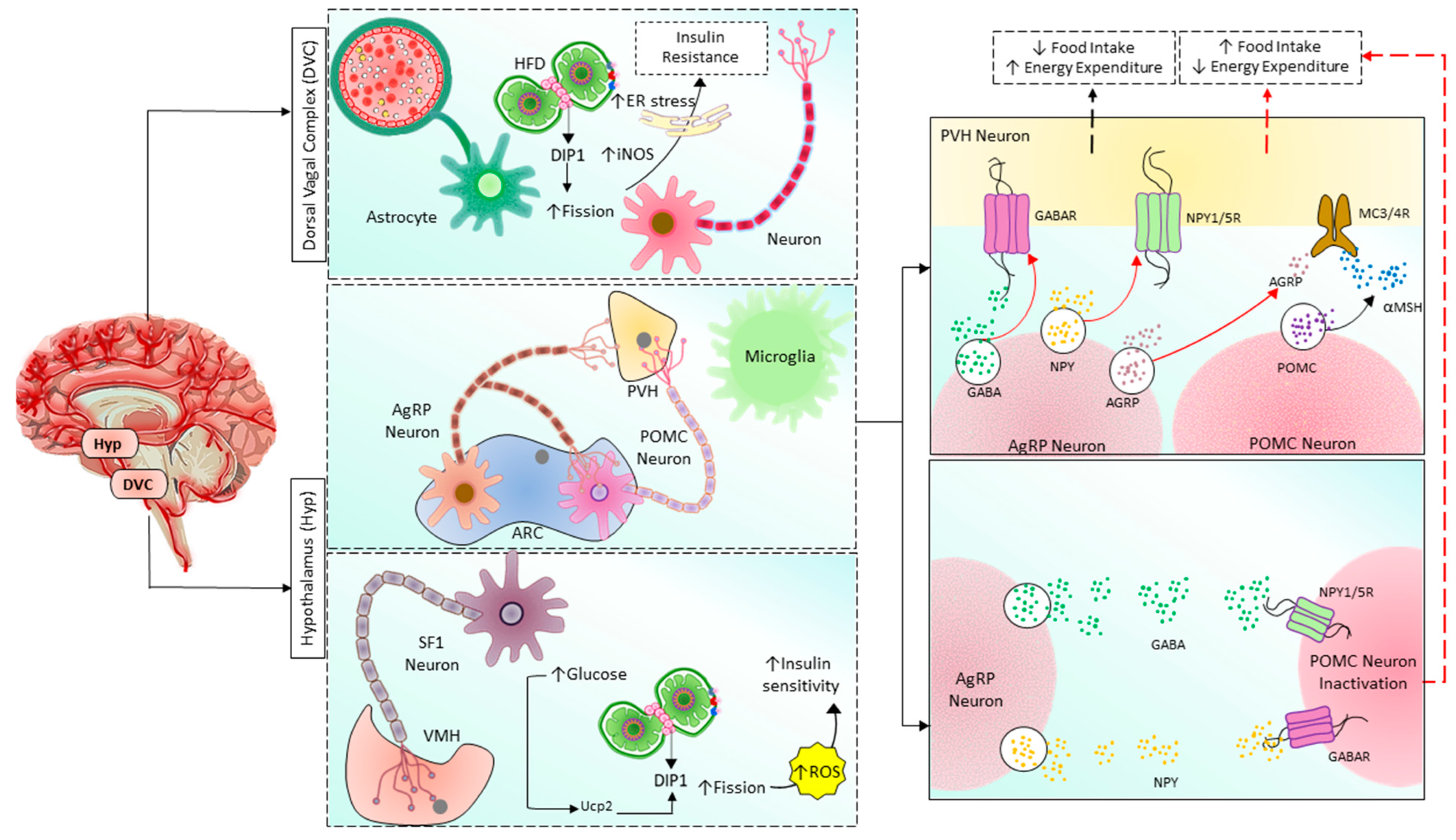 Cells 12 01223 g004 Cells 12 01223 g004