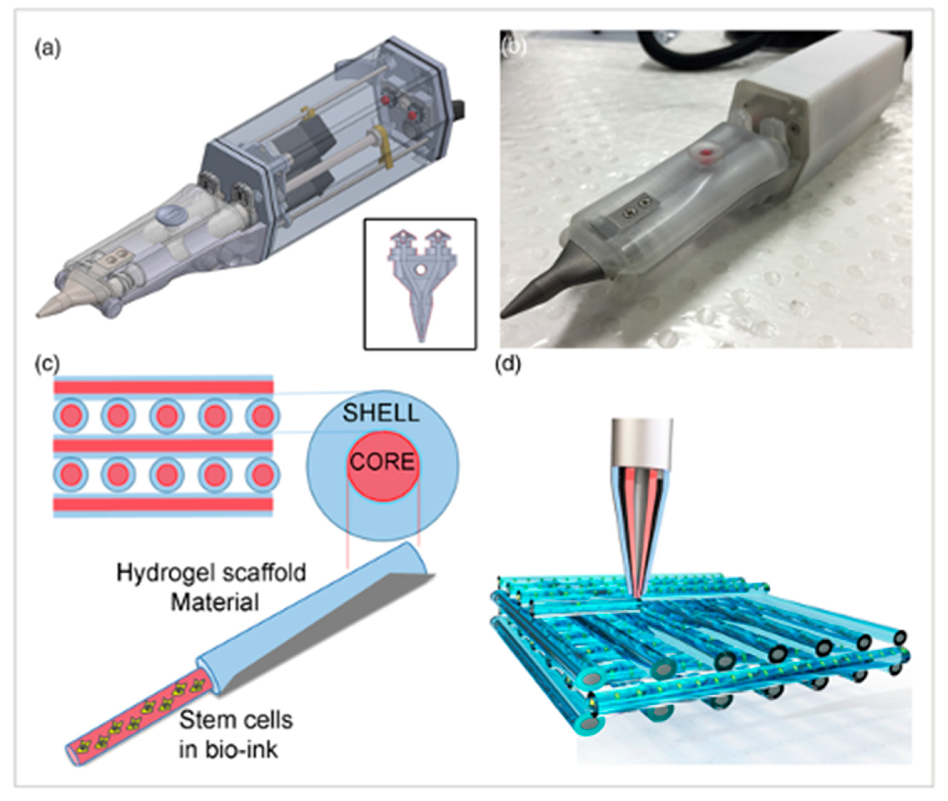 Cells 12 01230 g005 Cells 12 01230 g005