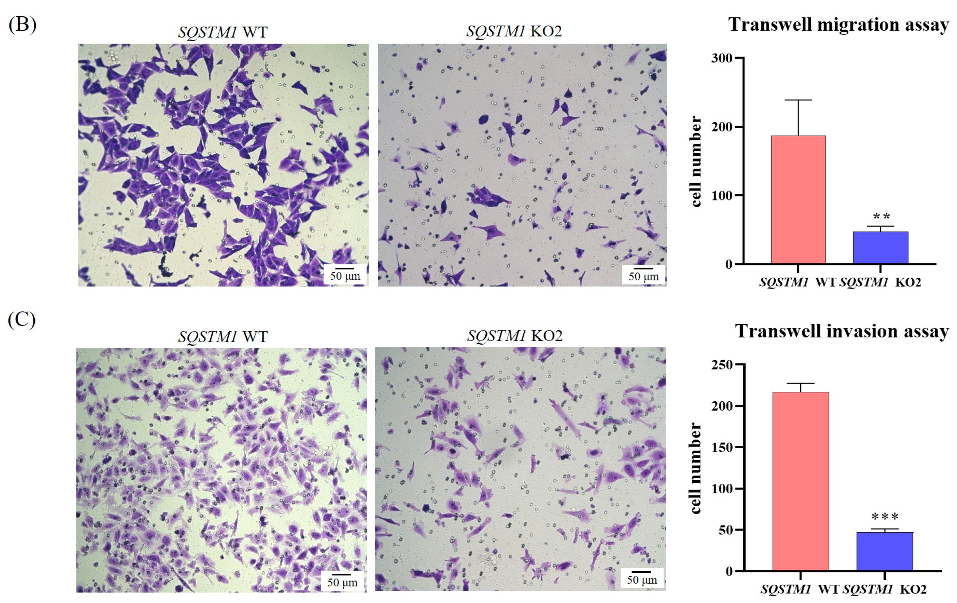 Cells 12 01238 g0a1b