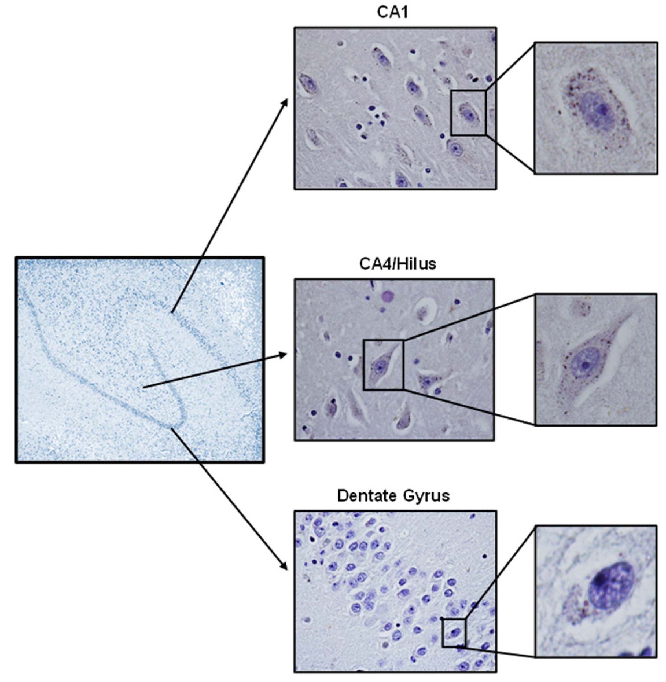 Cells 12 01250 g001 Cells 12 01250 g001